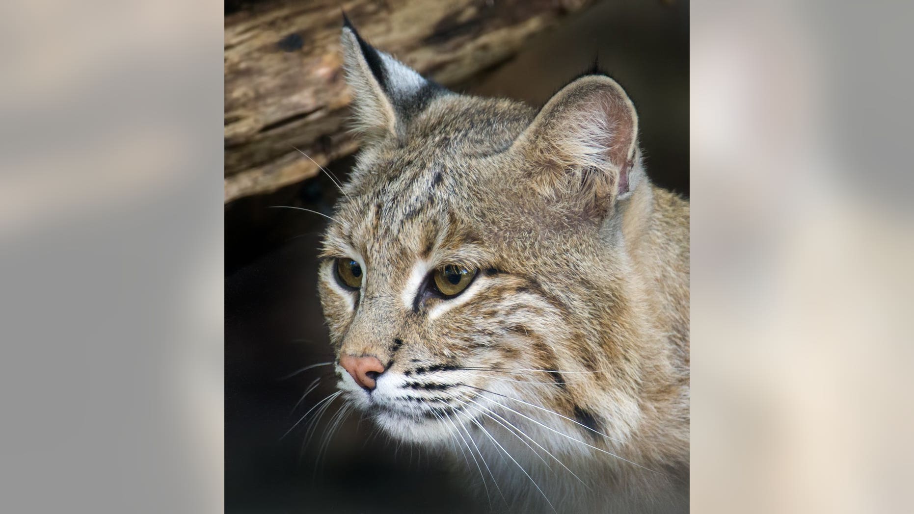 Bobcats are not known to be aggressive to humans, according to experts.