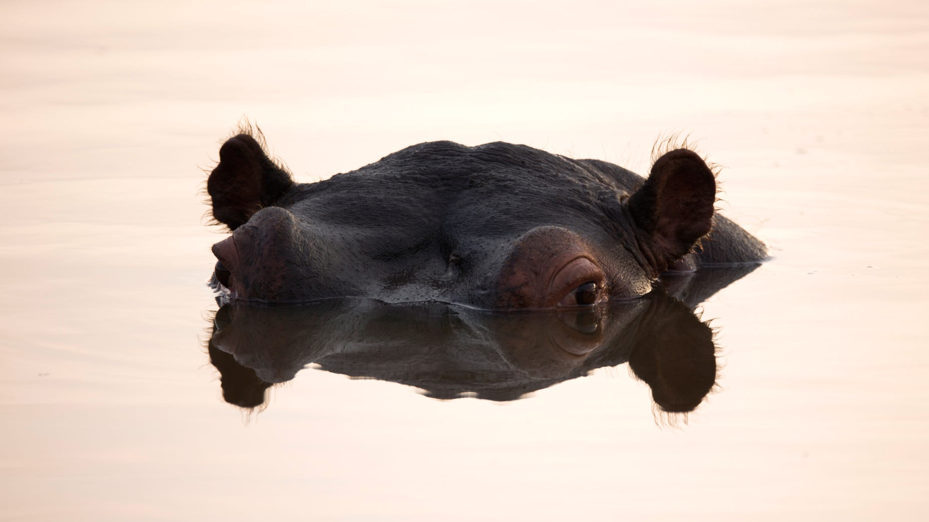 LOWER SABIE, SOUTH AFRICA - JULY 08: A Hippopotamus breaches the water in a pool in Kruger National Park on July 8, 2013 in Lower Sabie, South Africa. The Kruger National Park was established in 1898, and is South Africa's premier wildlife park, spanning an area of approximately 2 million hectares. (Photo by Dan Kitwood/Getty Images)