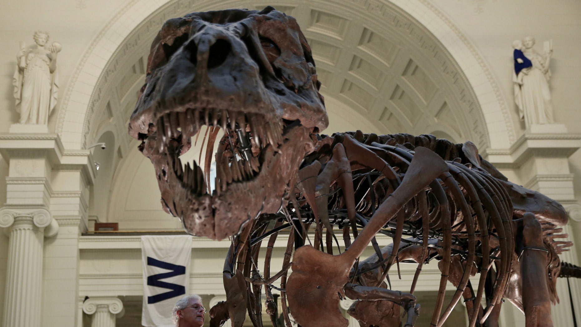 A fossil of a Tyrannosaurus rex known as "Sue" is seen in Chicago's Field Museum, Oct. 6, 2016.