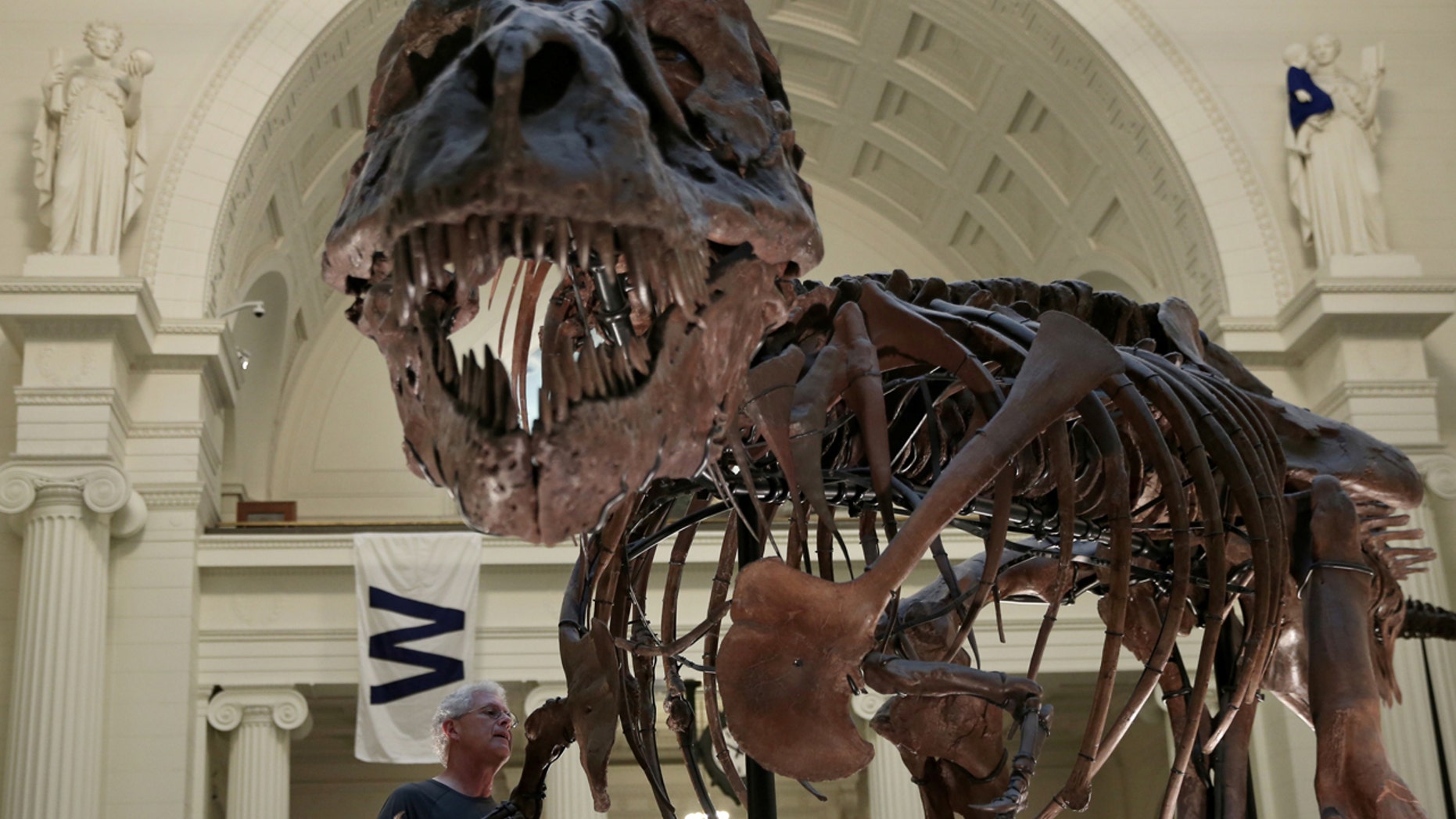 A fossil of a Tyrannosaurus rex known as "Sue" is seen in Chicago's Field Museum, Oct. 6, 2016.