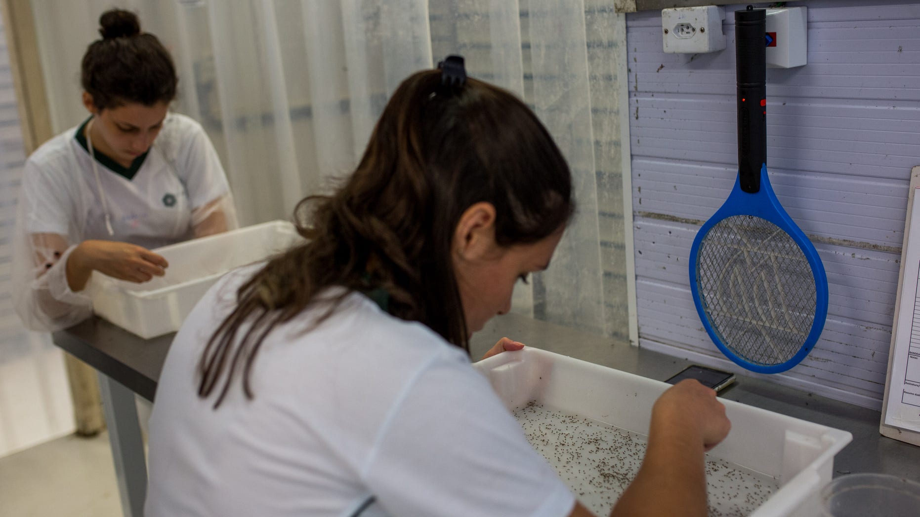CAMPINAS, BRAZIL - FEBRUARY 11: Biologists works with genetically modified mosquitoes on February 11, 2016 in Campinas, Brazil. Technicians from the Oxitec laboratory located in Campinas, 100km from Sao Paulo, are releasing genetically modified mosquitoes Aedes Egypti to combat Zika virus. The laboratory is acting in Piracicaba who had a dengue outbreak last summer with 132 cases and after treatment showed only two cases this summer .The Lab will release 250,000 genetically modified mosquitoes in two neighborhoods with a large concentration of incident cases of egypti aedes mosquito, the modified mosquitoes compete with wild mosquitoes and replace them with non-Zika transmitting mosquitoes . (Photos by Victor Moriyama/Getty Images)