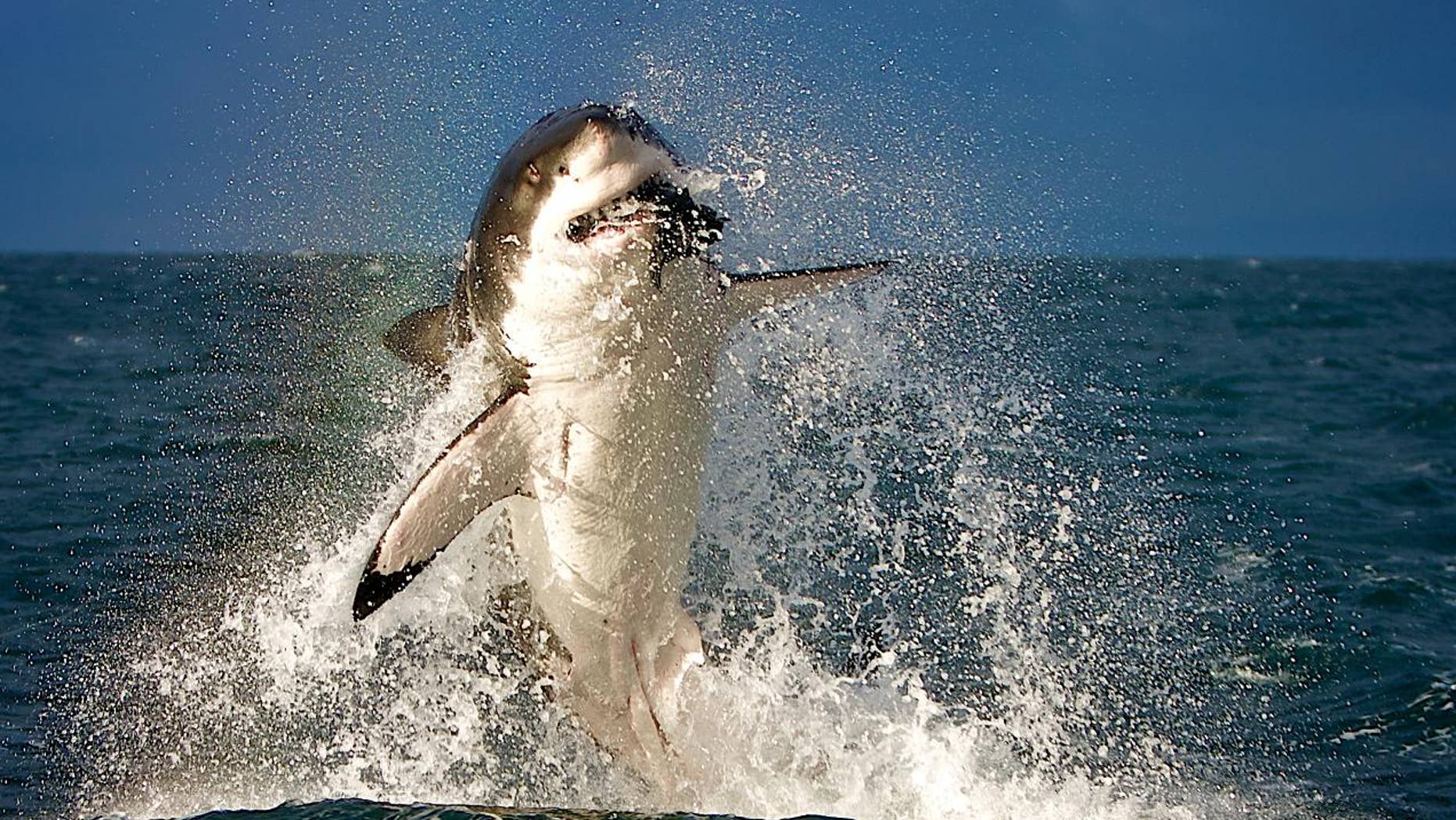 Twitter User Posts as Shark Eats Tourist | Fox News