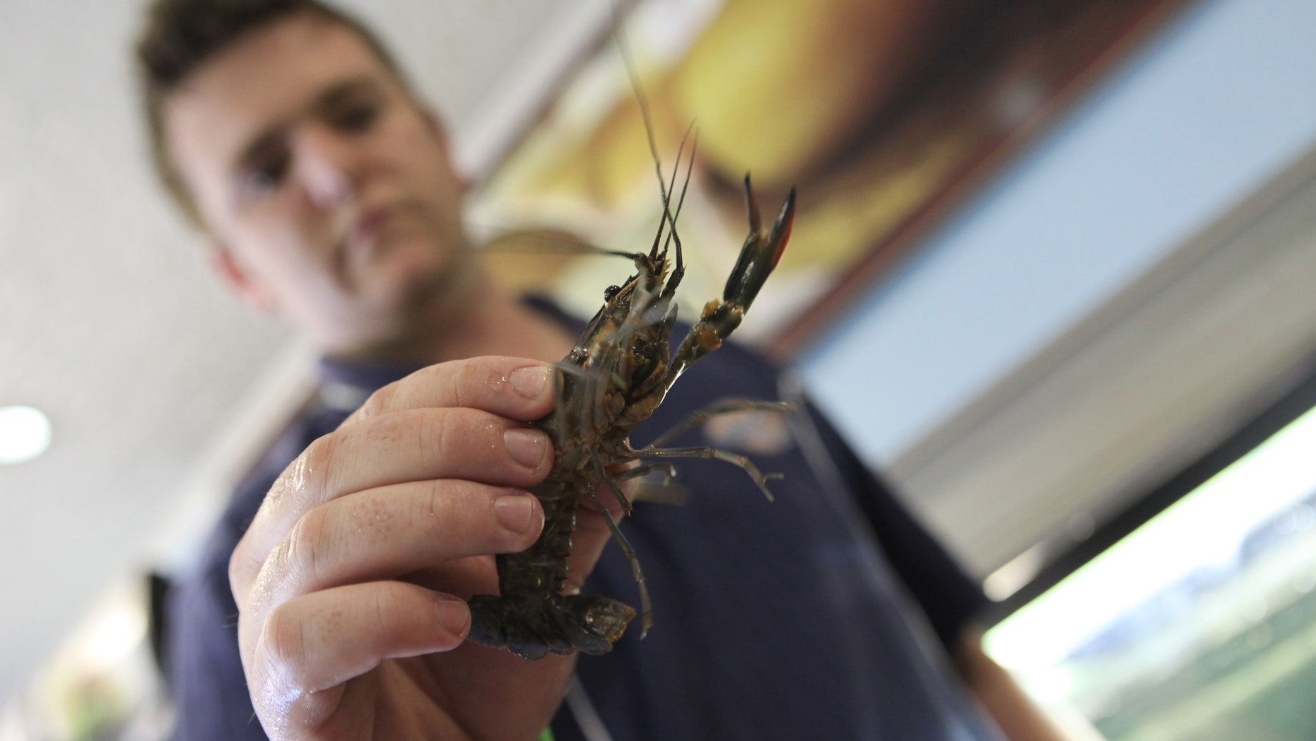 CORRECTS THE DATE In this photo taken Thursday, Jan. 24, 2013 an unidentified man holds a red claw crayfish at a local fish shop in Harare, Zimbabwe. Scientists in Zimbabwe say a fresh water crayfish brought from Australia is breeding out of control in the northern Lake Kariba, devouring the food sources of other fish and putting the nation’s entire aquatic ecosystem at risk. Officials at the Zimbabwe University lakeshore research station say the red claw crayfish, introduced a decade ago for a fish farming project, has no natural predators in the wild crocodiles don’t like them and they produce clusters of eggs up to half the size of a tennis ball that hatch prolifically. (AP Photo/Tsvangirayi Mukwazhi)
