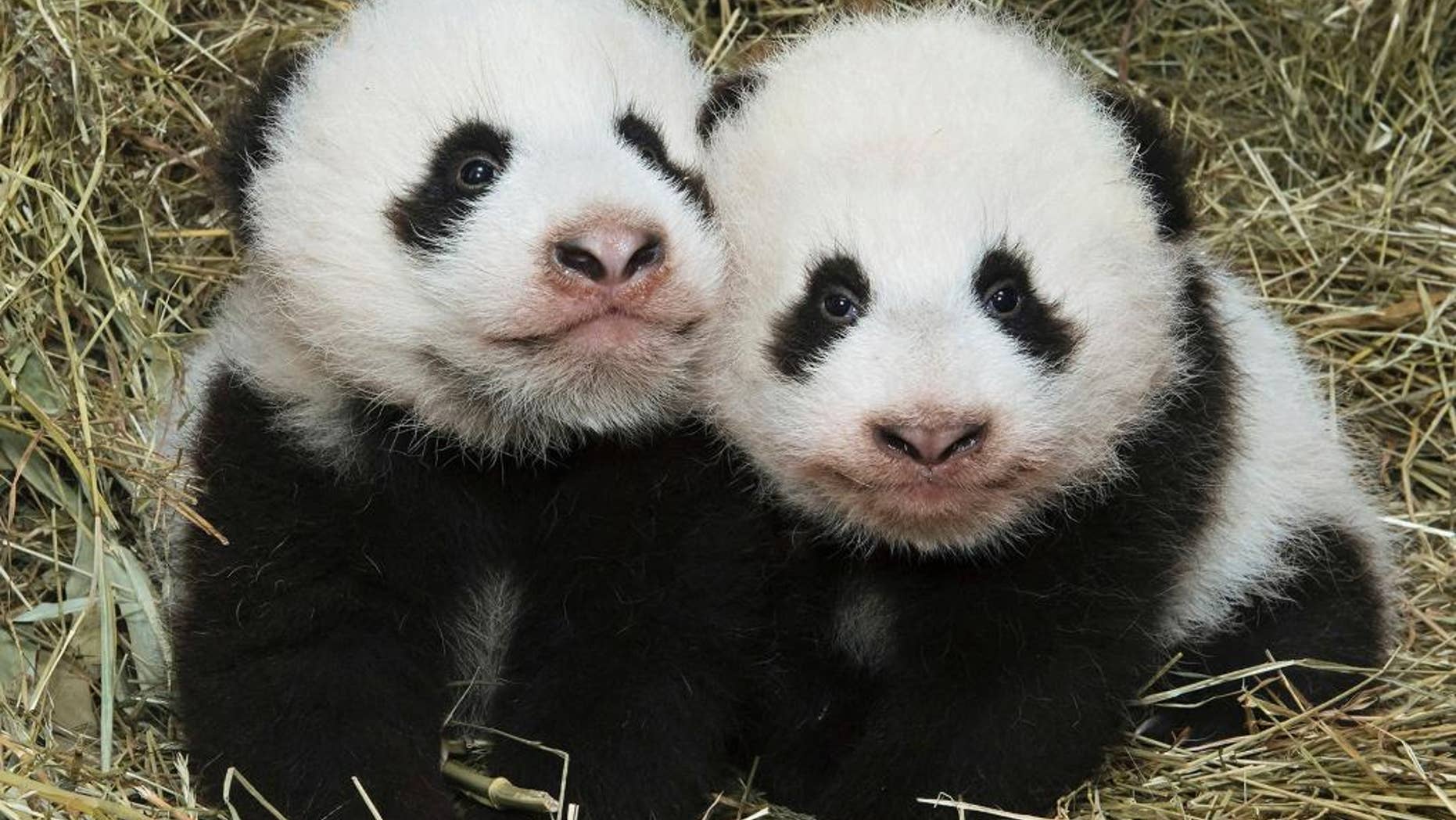The Oct. 27, 2016 photo provided by the Schoenbrunn zoo in Vienna shows the pandas Fu Feng, left, and Fu Ban in the zoo in Vienna. The 3-month-old bears will get their names in an official ceremony on Nov. 23. (Daniel Zubanc/Tiergarten Schoenbrunn via AP)