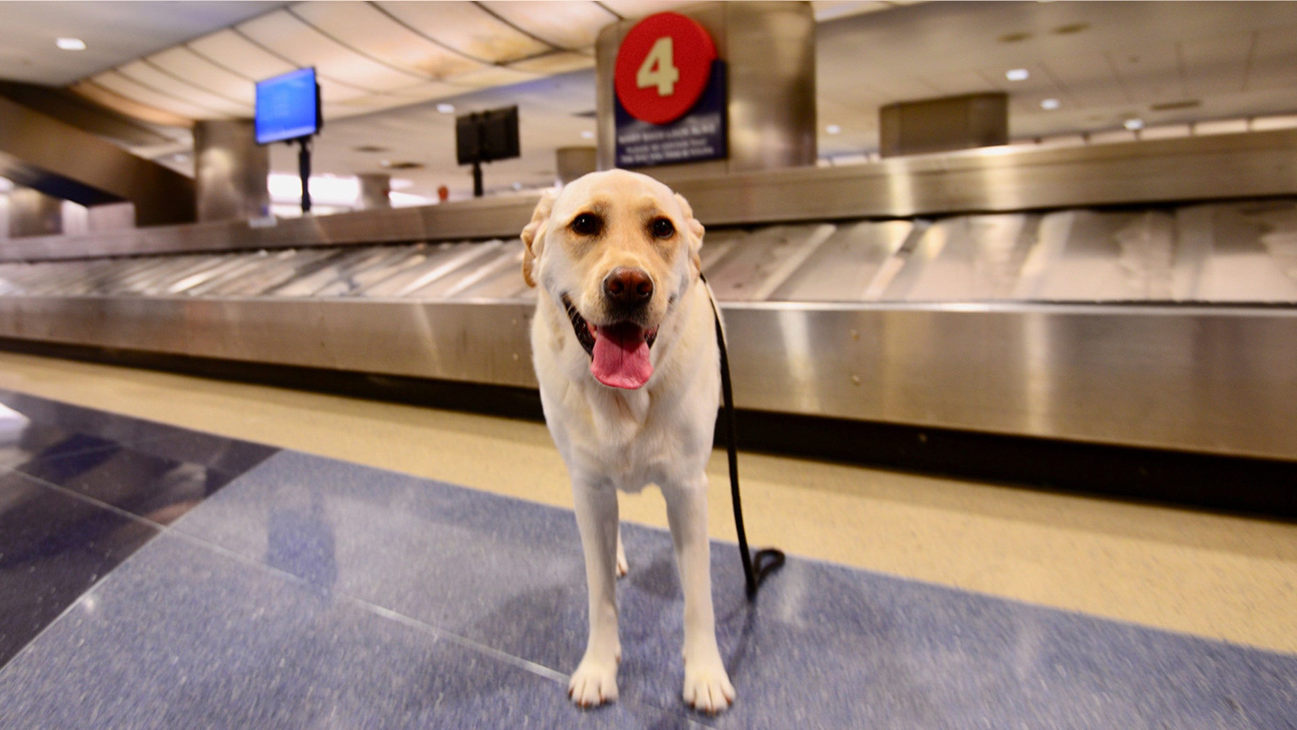 The dog apparently preferred to explore Fort Lauderdale-Hollywood International Airport on his own.