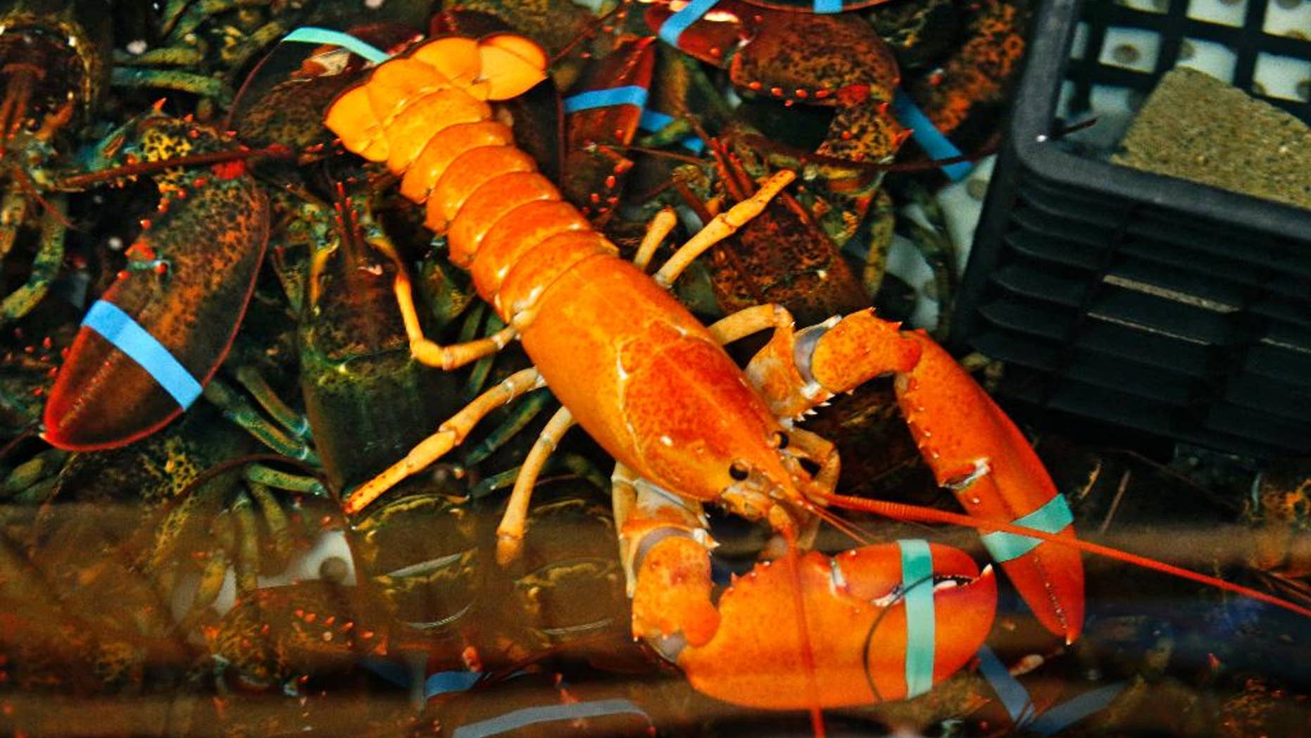 A rare bright orange lobster shares the tank with regular lobsters at the Fisherman's Catch Seafood restaurant in Raymond, Maine, Thursday, July 23, 2015. Fisherman Bill Coppersmith, of Windham, Maine, caught the crustacean on Wednesday. Robert Bayer, executive director of The Lobster Institute at the University of Maine, says the odds of catching an orange lobster are one in several million. Coppersmith caught a white lobster in 1997; a one-in-100 million catch. (AP Photo/Robert F. Bukaty)