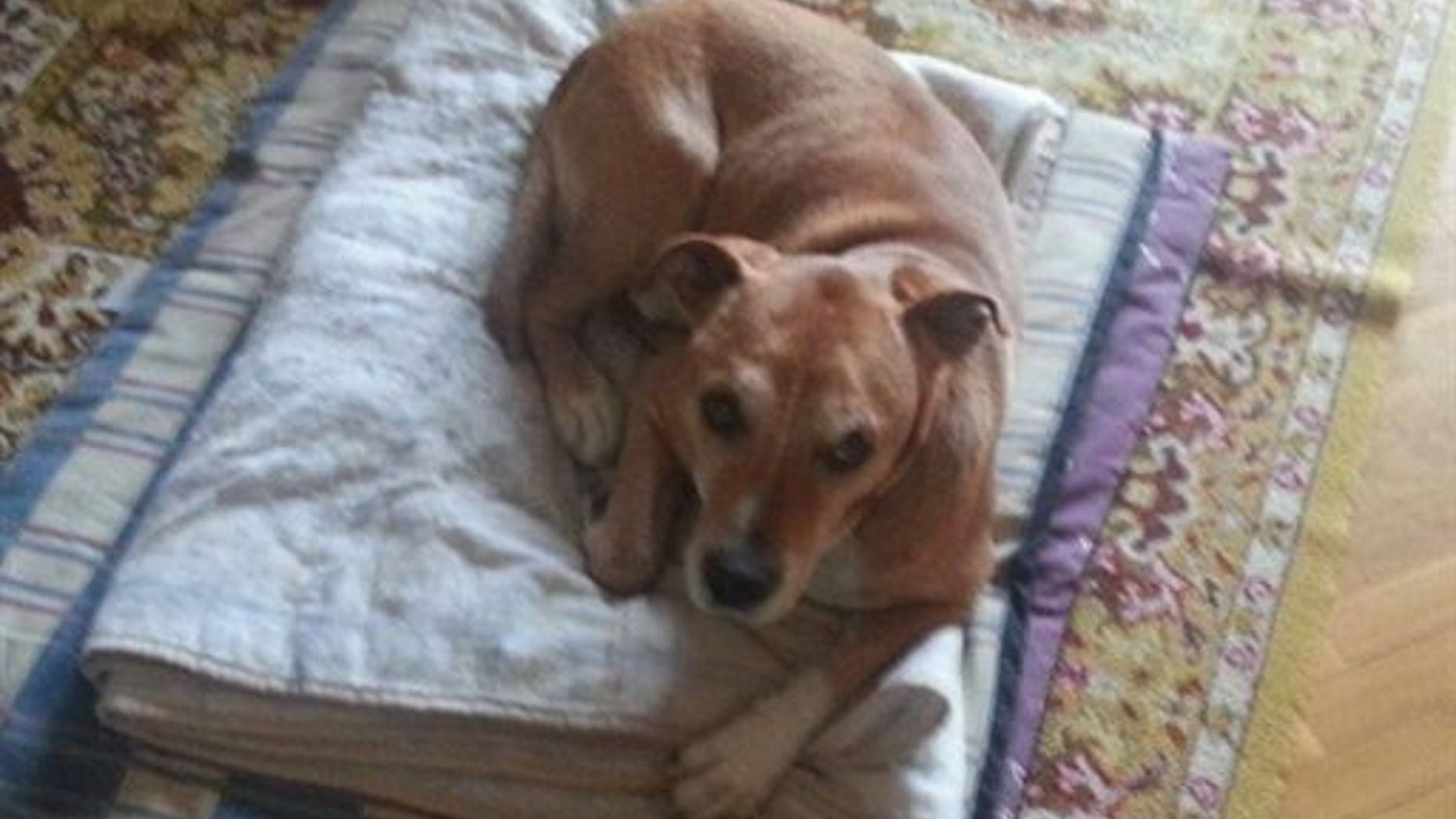 This is an undated image released on Wednesday Oct. 8, 2014 by animal rights organisation PACMA of a dog named Excalibur who is owned by Javier Limon and his wife, a nurse assistance who got infected with Ebola in Madrid. Ebola's victims may include a dog named Excalibur. Officials in Madrid got a court order to euthanize the pet of a Spanish nursing assistant with Ebola because of the chance the animal might spread the disease. At least one major study suggests that dogs can be infected with the deadly virus without having symptoms. But whether or how likely they are to spread it to people is less clear. (AP Photo/PACMA) NO ARCHIVE