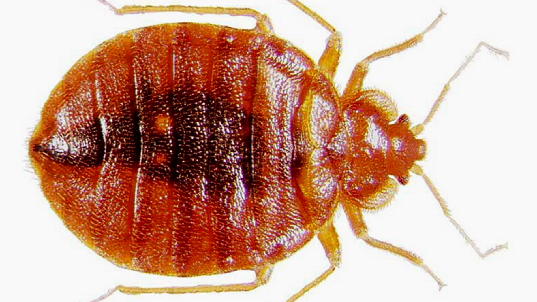 Adult bedbug at high magnification.