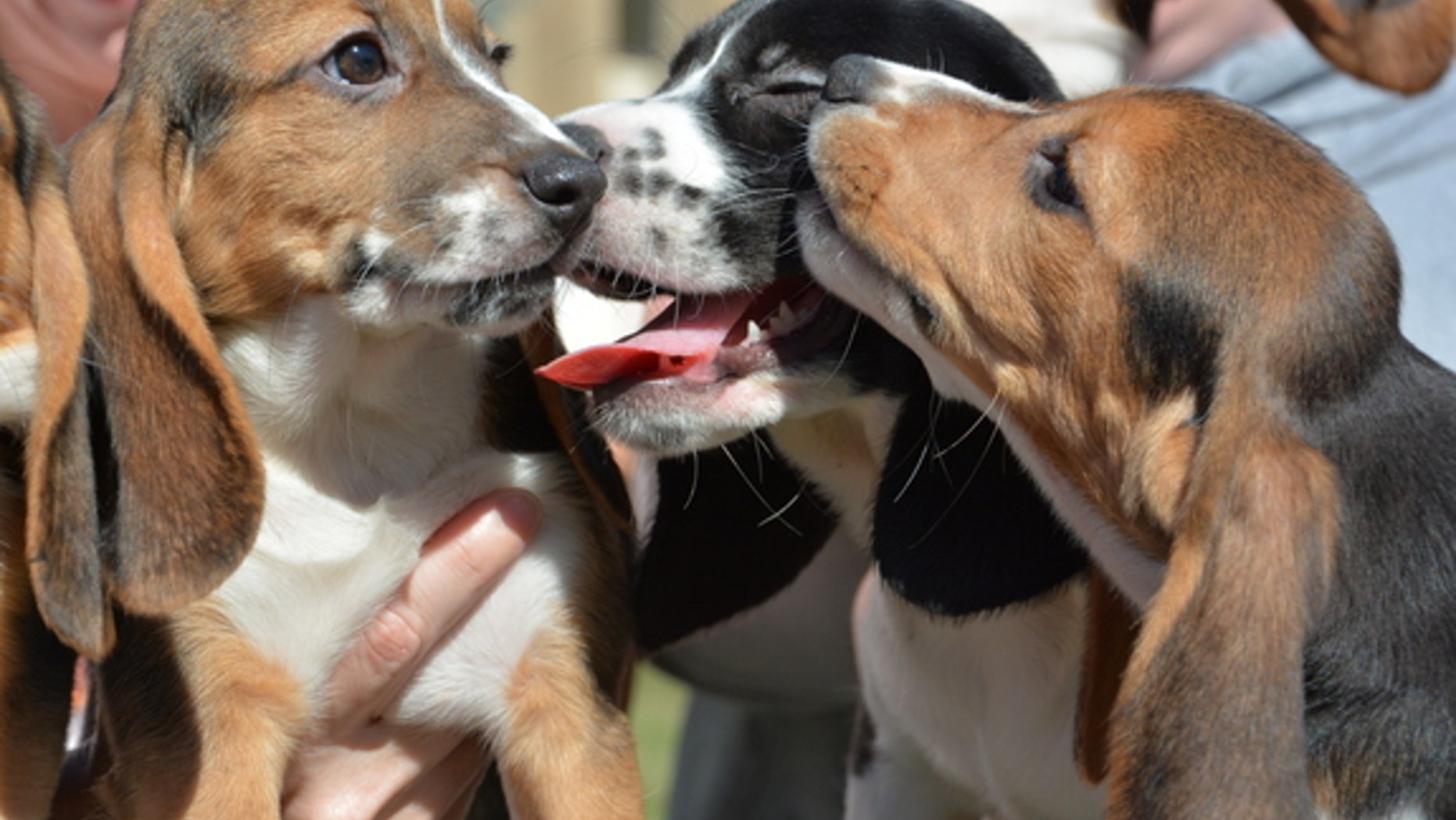 Puppies from the first litter born through in vitro fertilization. A new study by Cornell University scientists opens the door for conserving endangered species and for eradicating heritable diseases in dogs.