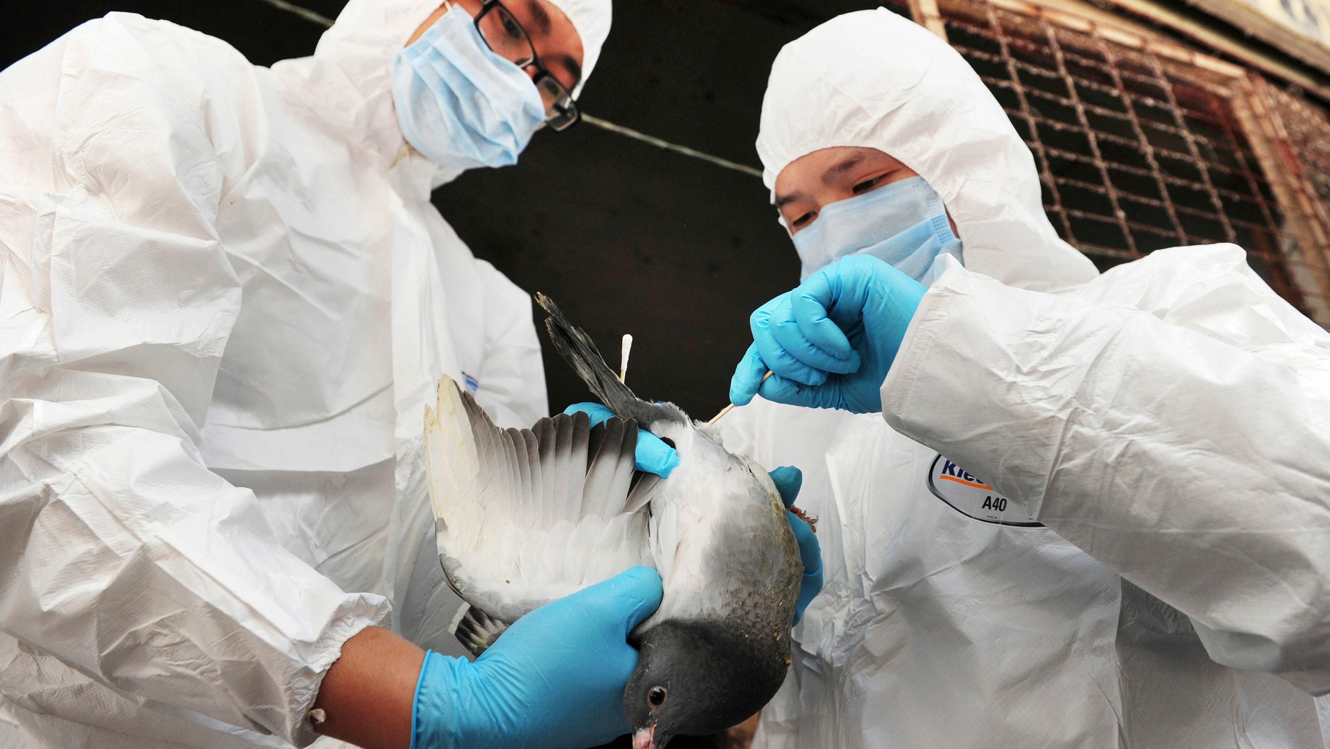 Health officers examine a pigeon for H7N9 at a poultry market in Changsha, Hunan province.