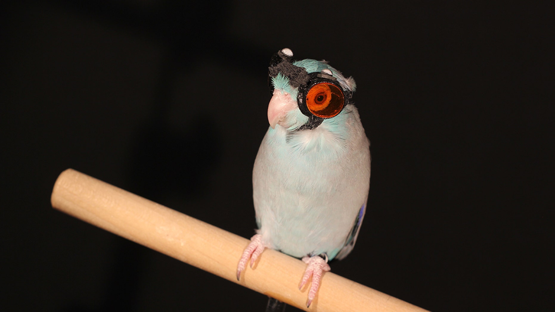Obi the parrotlet wearing protective goggles.