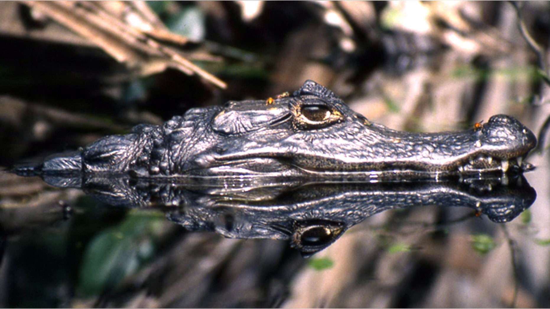 A photo of a spectacled caiman (Caiman crocodilus).