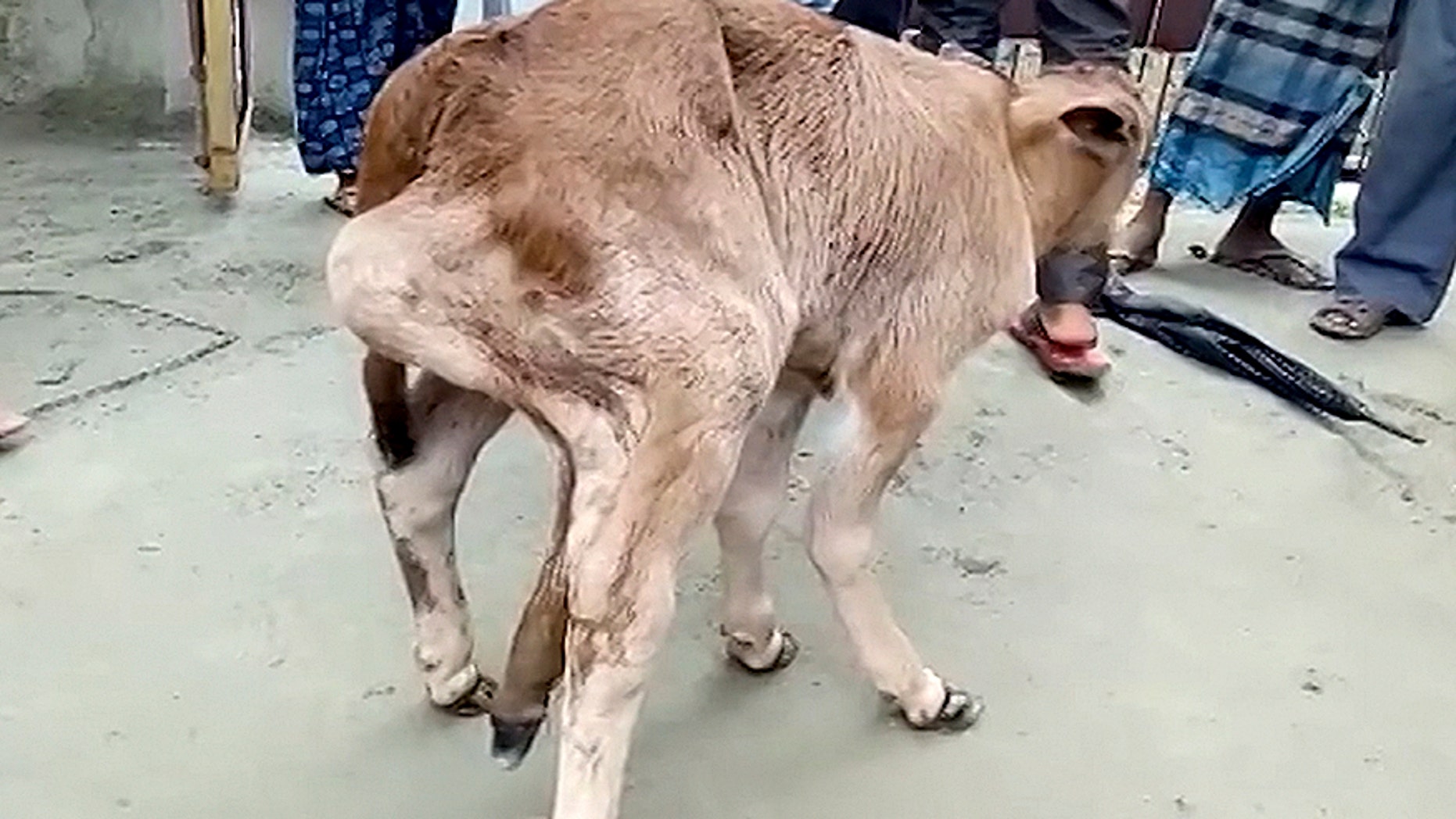 A dairy calf born with a fifth leg in place of rectum is shocking Indian villagers for being alive even after ten days of birth. (Credit: CATERS NEWS)