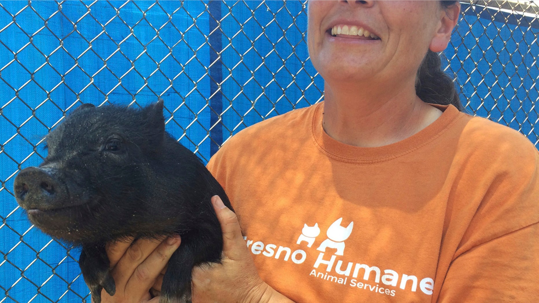In this Monday, June 19, 2017 photo Tracy Crutchfield, Fresno Humane Animal Services shelter manager, holds one of three pigs found in a trailer that registered 107 degrees Fahrenheit the county found Friday, June 16 in Fresno, Calif.