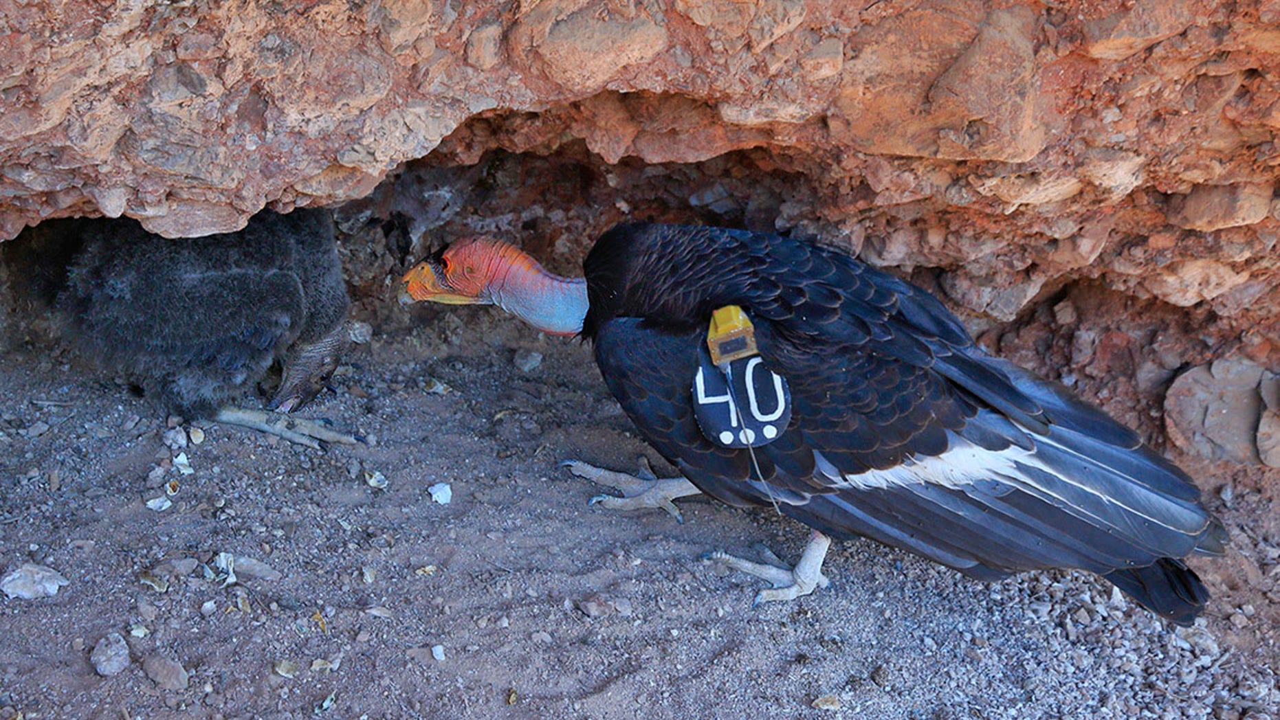 This June 14, 2016, photo provided by the National Park Service shows Condor chick #828, left, with her father, Condor #340 in her nest at 60 days of age in Pinnacles National Park, near Paicines, Calif.