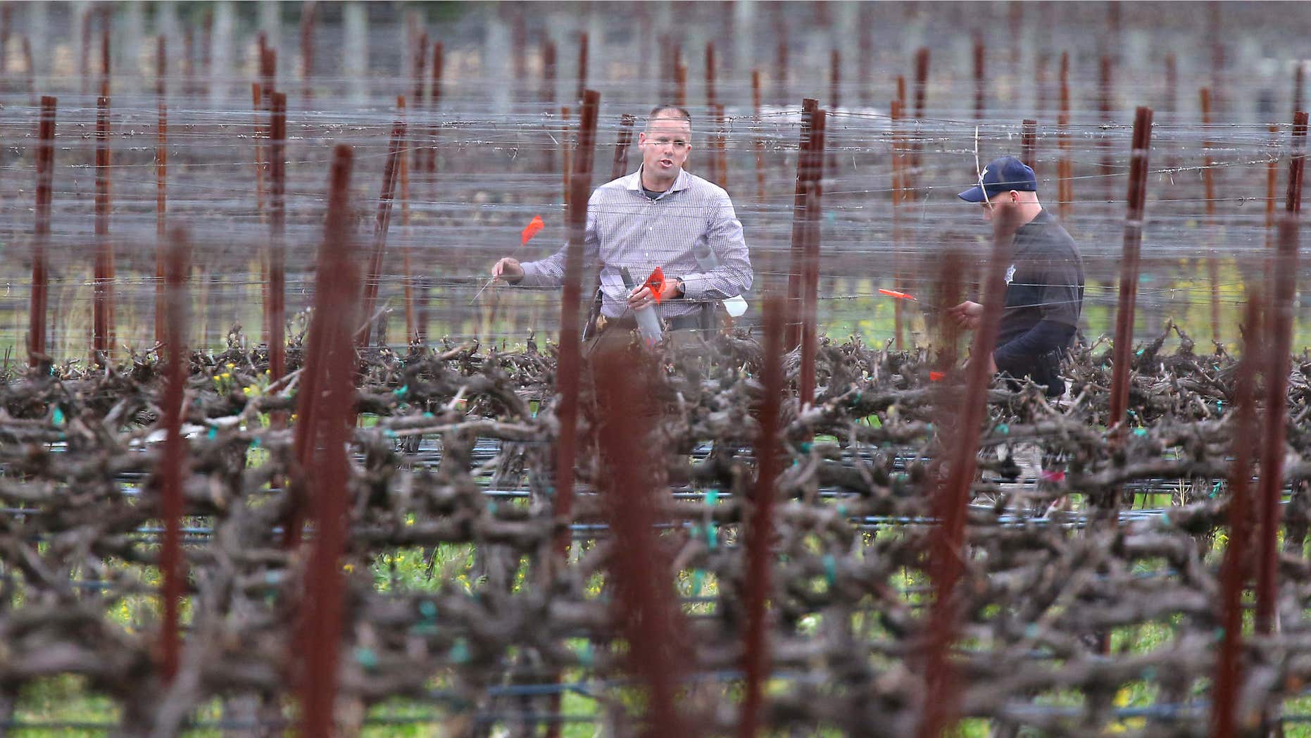 March 16, 2015: A member of Napa law enforcement places markers in a vineyard at a winery, while investigating a crime scene, south of Yountville, Calif.