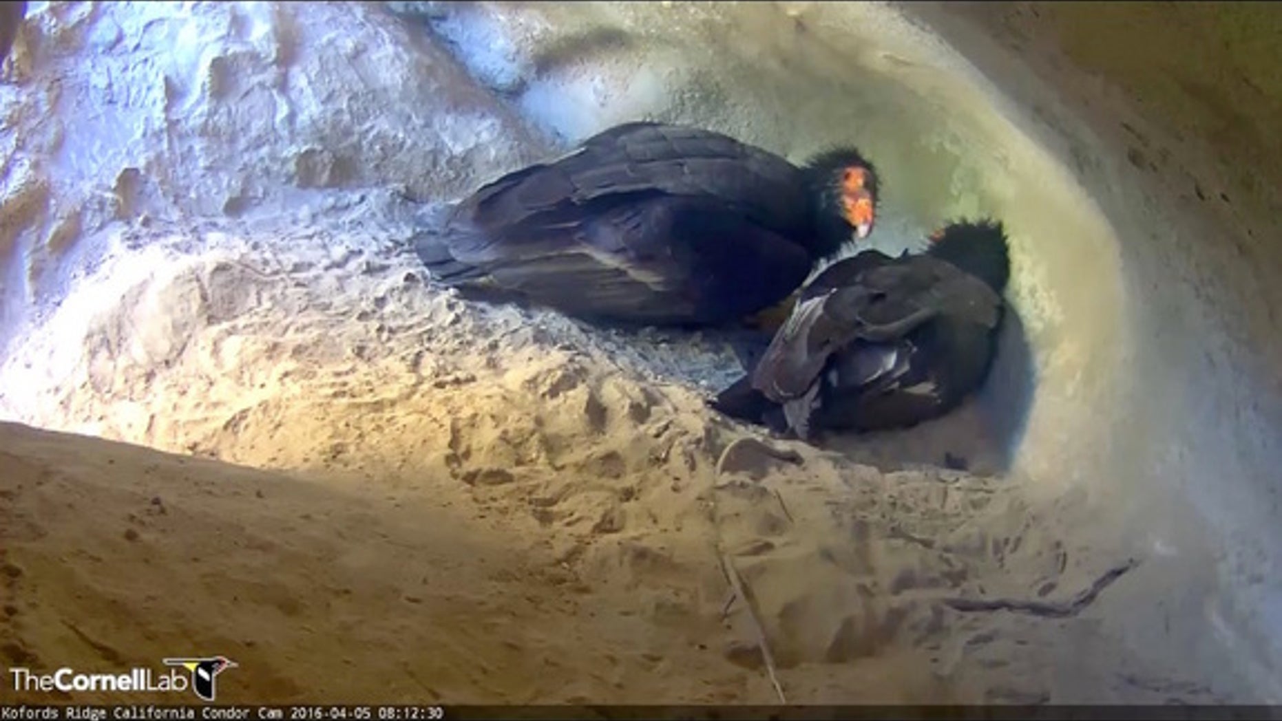 California condors #111 and #509 tend to their new chick.