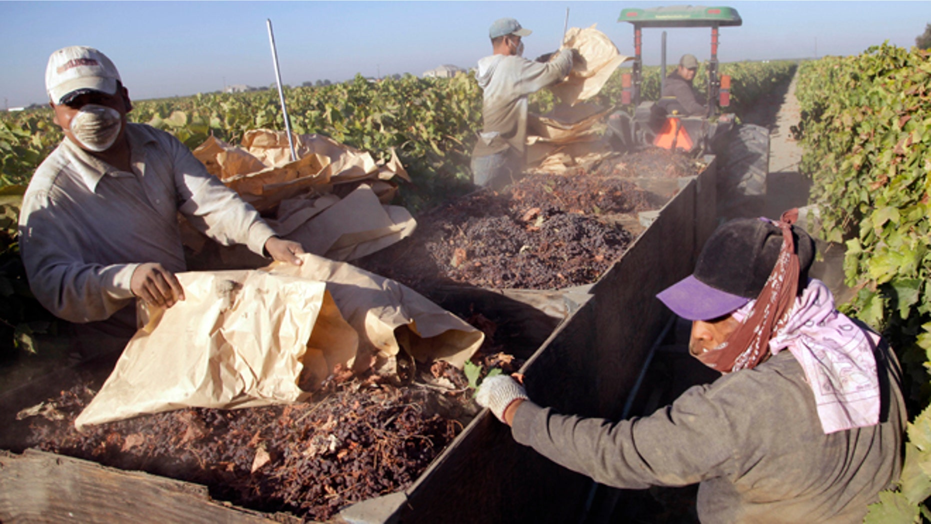 Sept. 24, 2013: In this file photo taken near Fresno, Calif., farmworkers pick paper trays of dried raisins off the ground and heap them onto a trailer in the final step of raisin harvest. Thousands of farmworkers in California, the nations leading grower of fruits, vegetables and nuts may soon be able to leave the uncertainty of their seasonal jobs for steady, year-around work building homes, cooking in restaurants and cleaning hotel rooms.