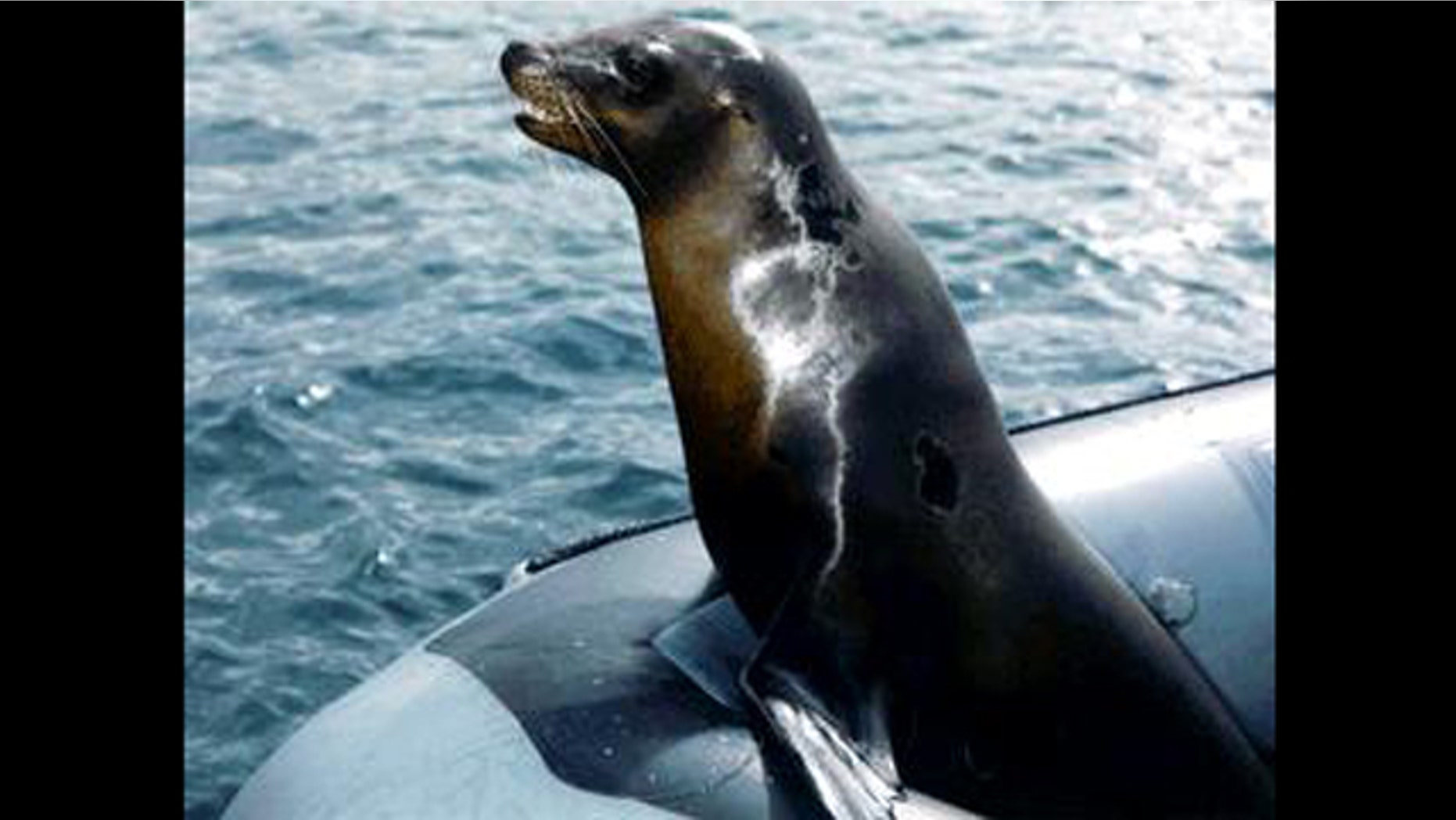 A sea lion rides in a boat, perhaps en route to a mine-detection mission.