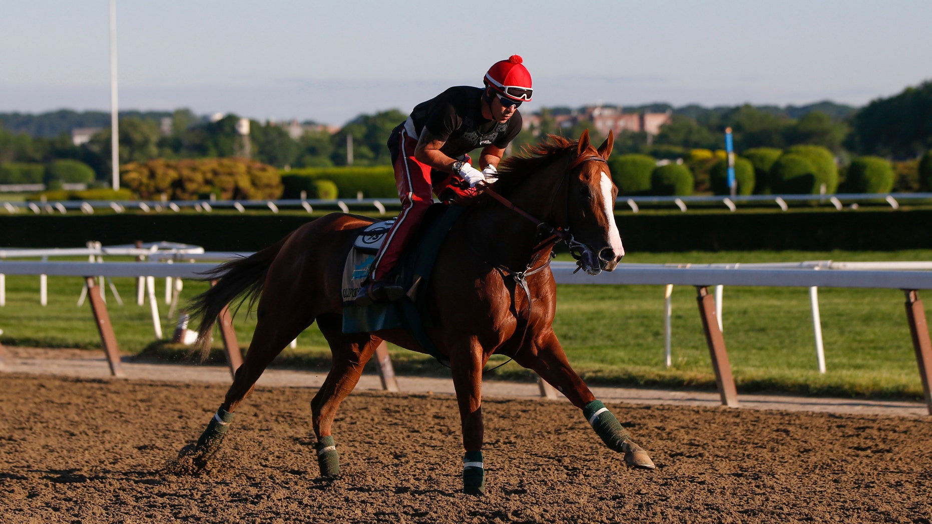 June 6, 2014: California Chrome, winner of the 2014 Kentucky Derby and Preakness Stakes, gallops during morning workouts at Belmont Park in Elmont, New York.