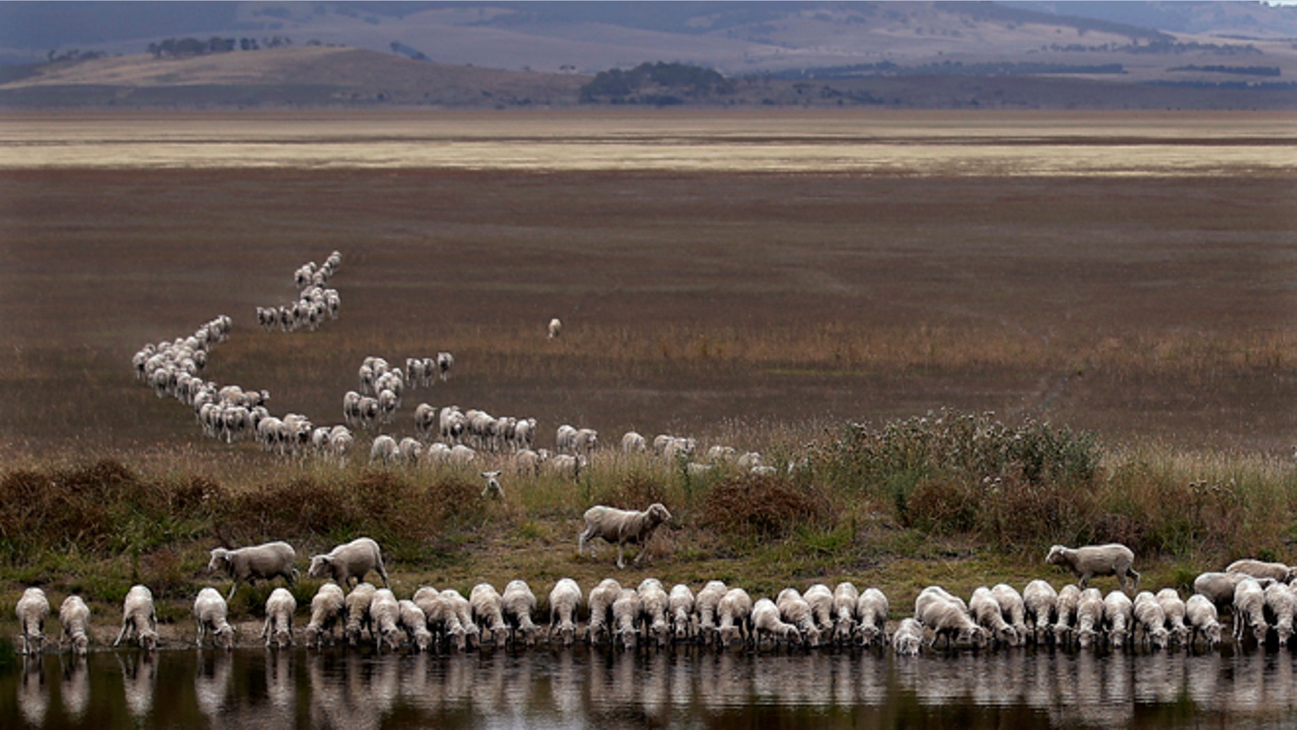 March 3, 2015: A flock of sheep drink from a dam at the edge of dried-up Lake George, about 250 kilometers (155 miles) southwest of Sydney.