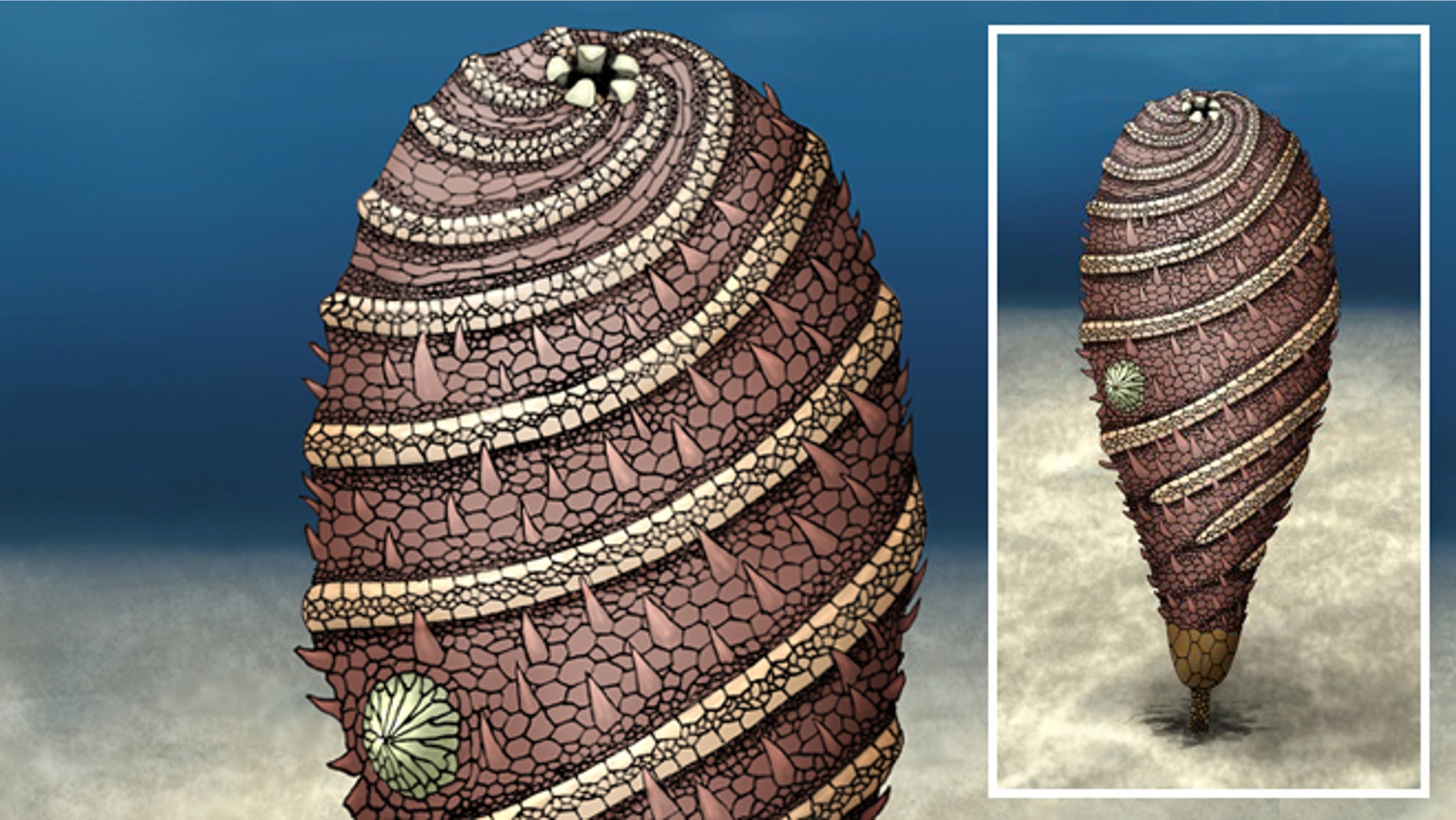 During the Cambrian explosion, the diversity of life exploded and bizarre sea creatures such as the Helcocystis moroccoensis flourished.