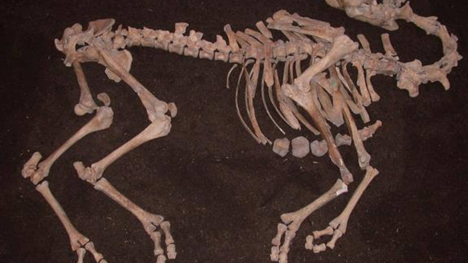 The nearly complete skeleton of a camel, dating to the 17th century, was discovered along the Danube River in Tulln, Austria.