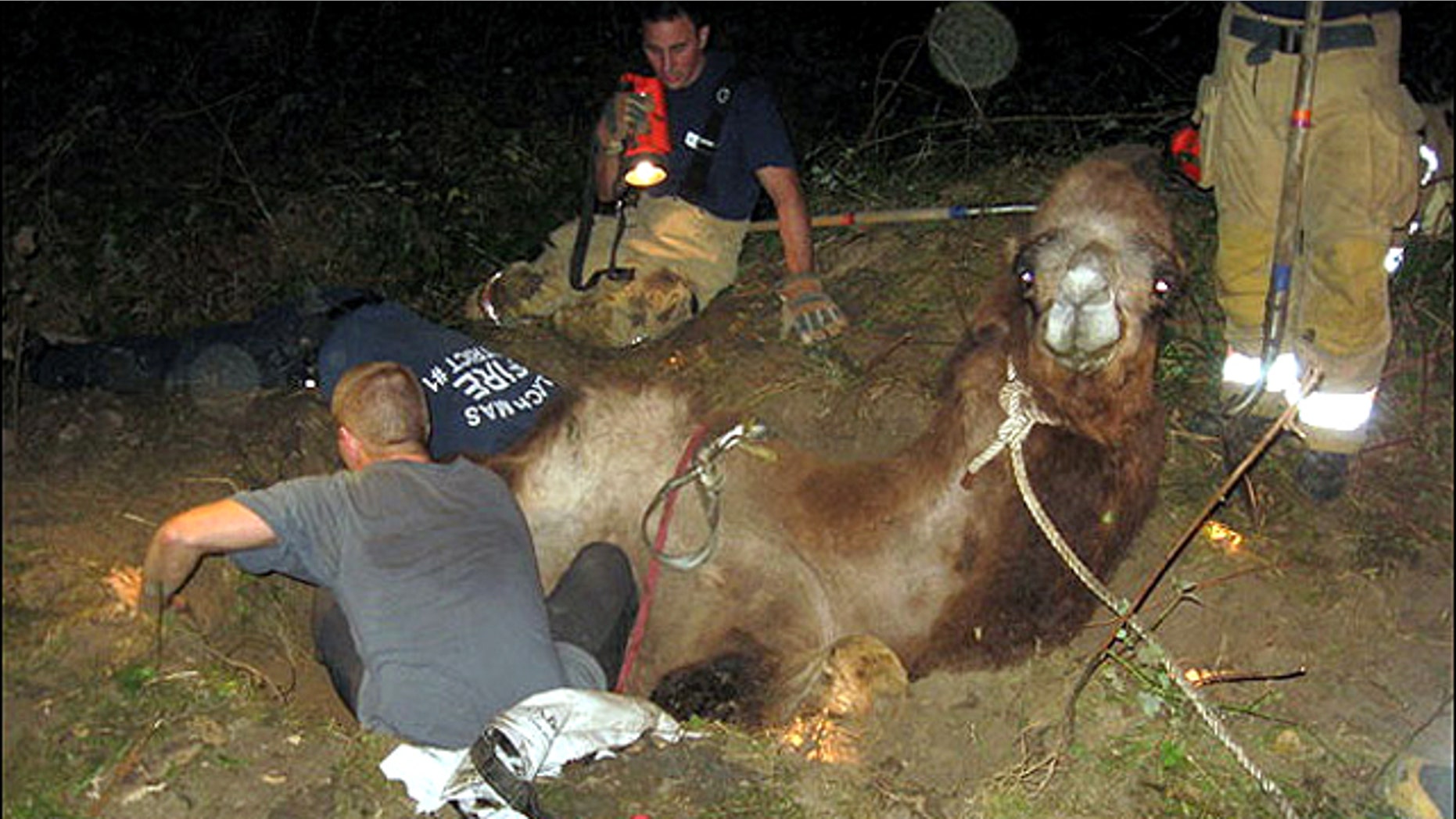 Sept. 14, 2010: Firefighters from Oregon's Clackamas Fire District #1 dig to rescue camel Moses from sinkhole.