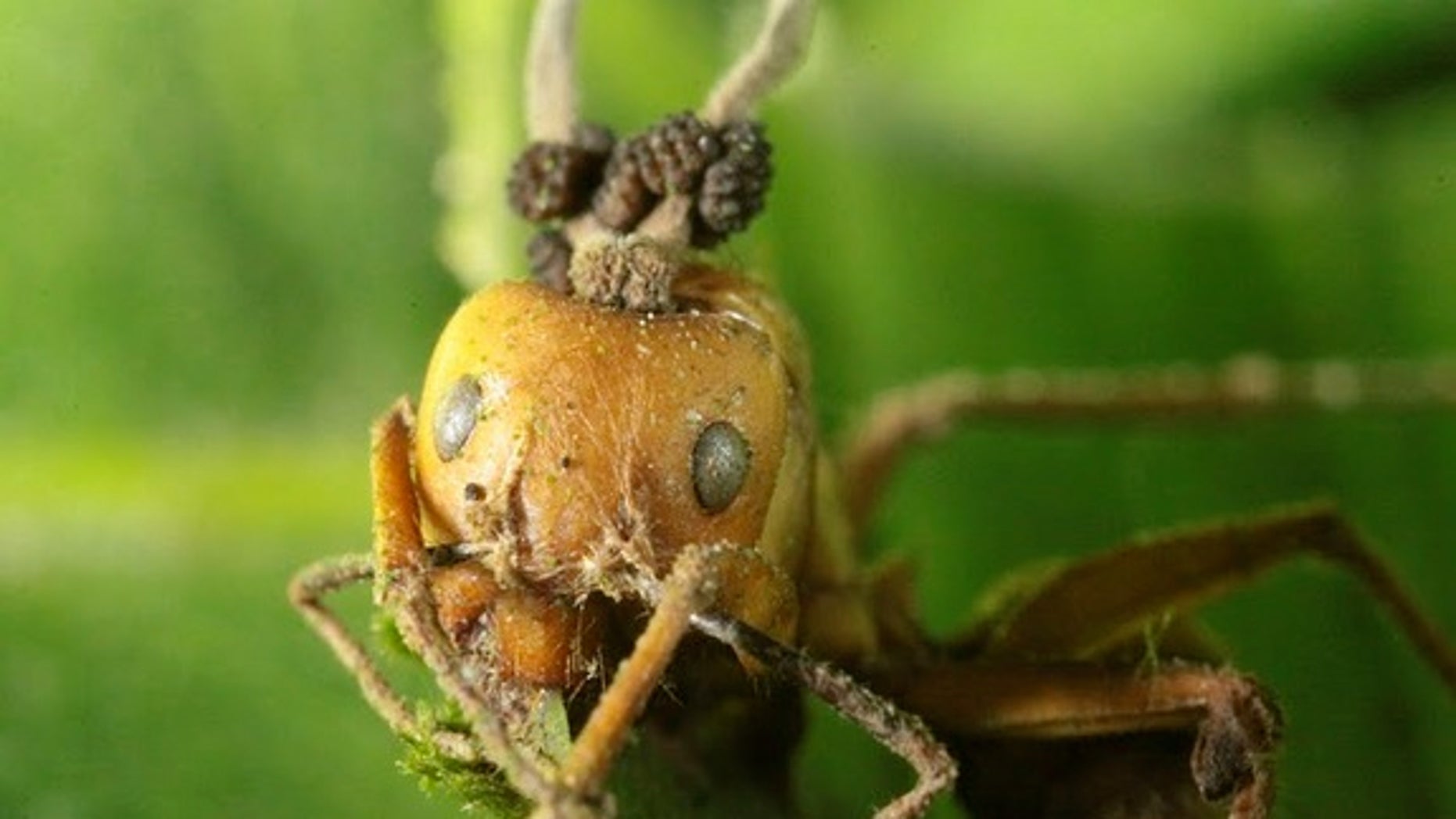 Zombie Fungus Enslaves Only Its Favorite Ant Brains | Fox News