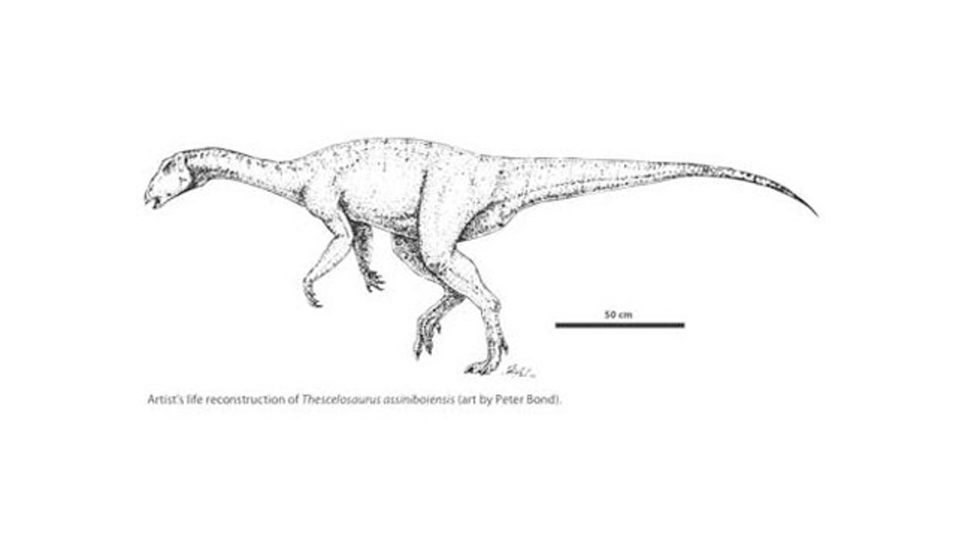 Research confirms that a partial skeleton discovered in Saskatchewan is a new species of plant-eating dinosaur, named Thescelosaurus assiniboiensis after Saskatchewan’s historic District of Assiniboia in which it was found.