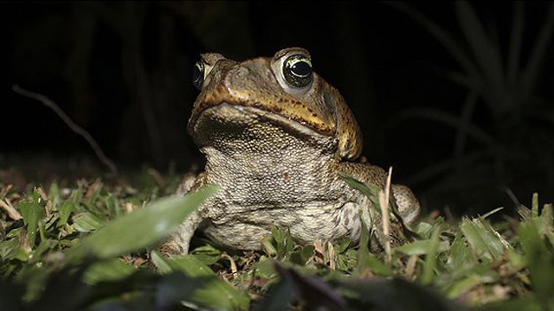 Cane Toad