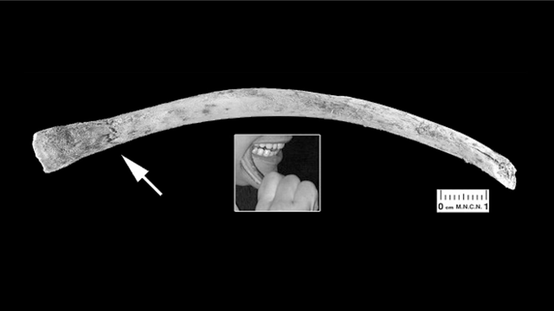 A rib fragment compressed and slightly bent at one end (white arrow) chewed by a European volunteer using the cheek teeth. The small inset shows one of the experimenters performing this action.