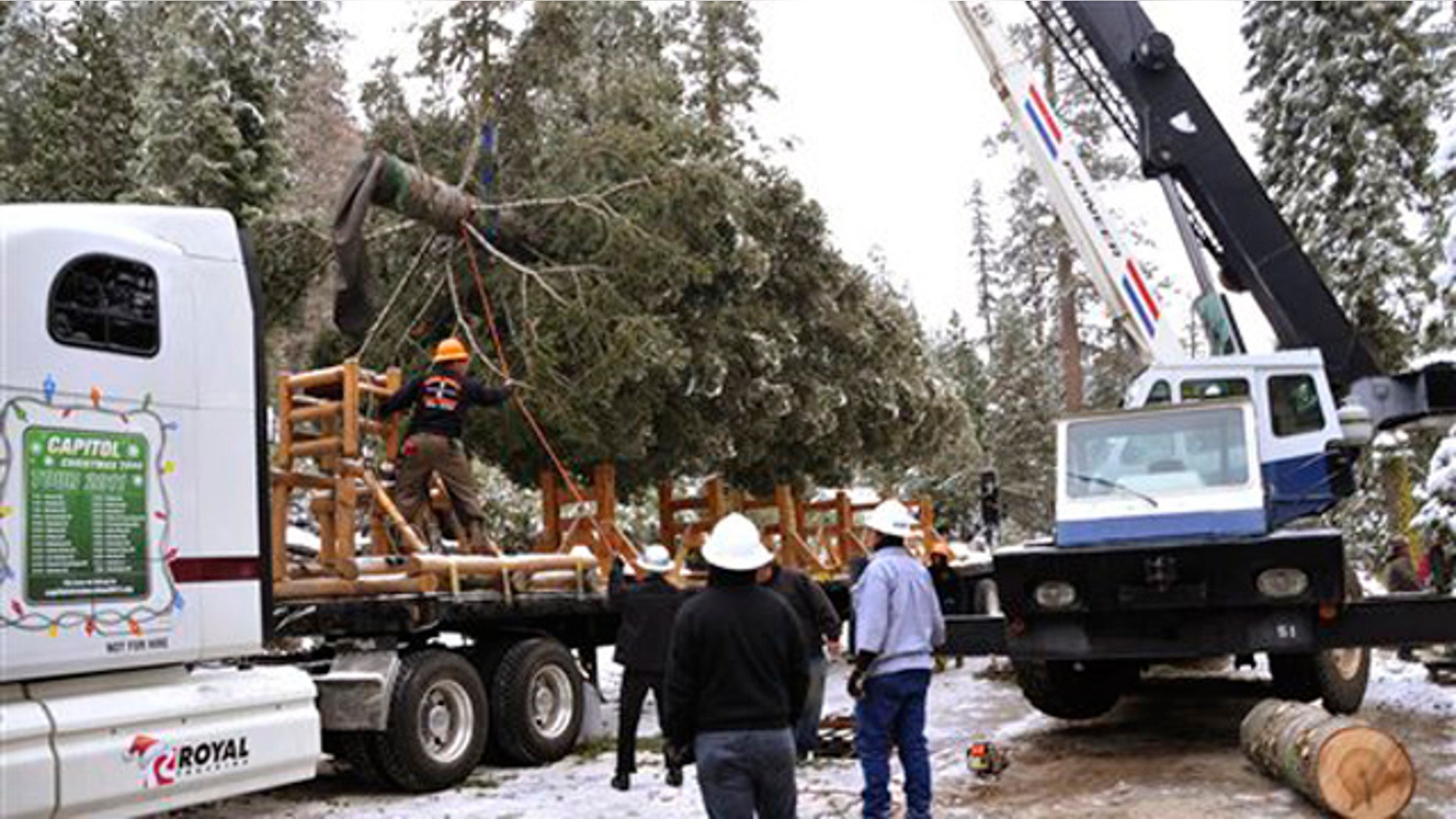 In this photo supplied by the Stanislaus National Forest, a 65-foot white fir tree is loaded onto a truck for its 20-day journey to Washington Saturday, Nov. 5, 2011, after the U.S. Capitol Christmas tree was cut from the Stanislaus National Forest near Sonora, Calif.
