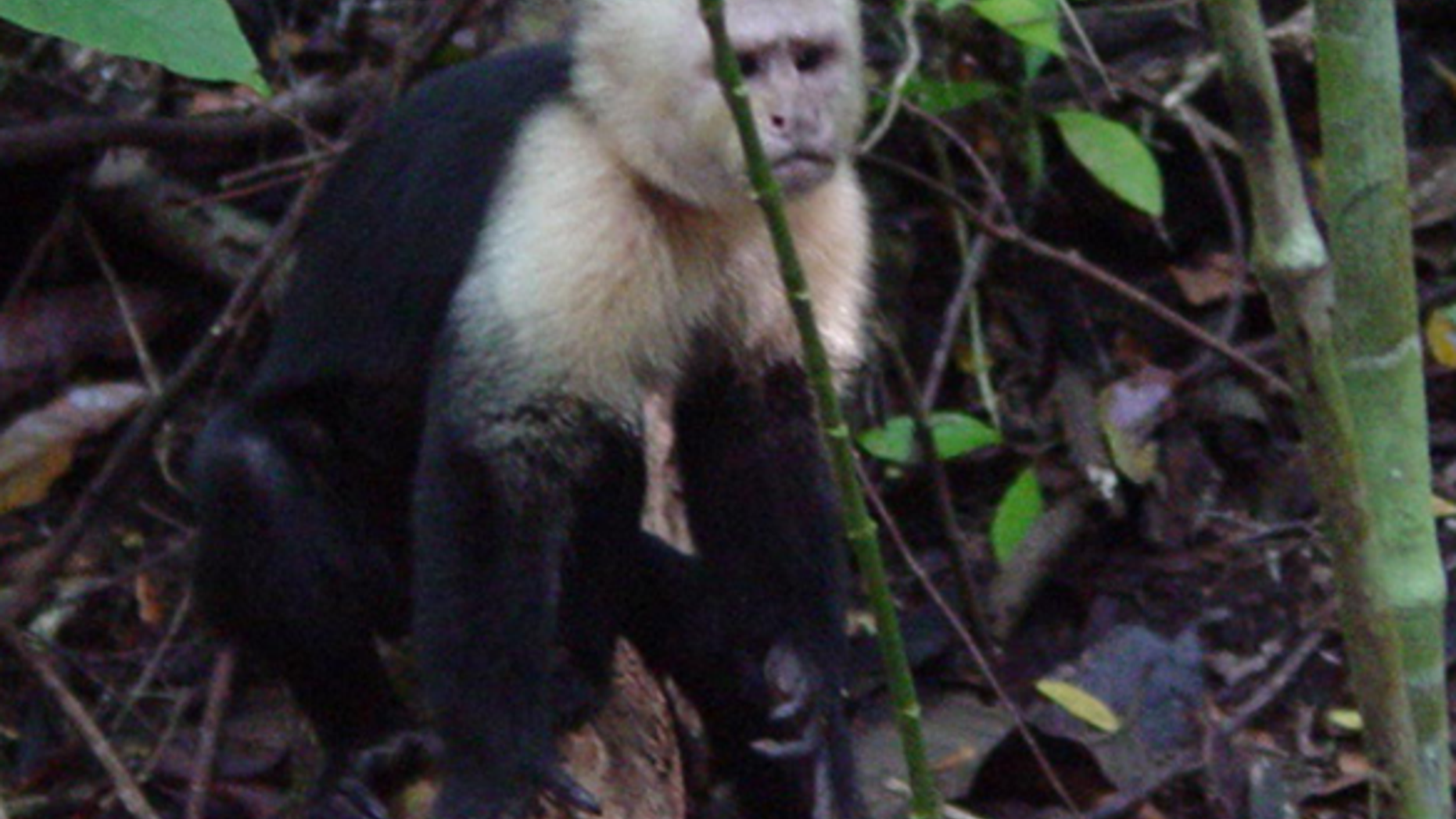 The white-faced capuchin is a species of monkeys living in Panama. Scientists have observed the capuchins using stones as tools.