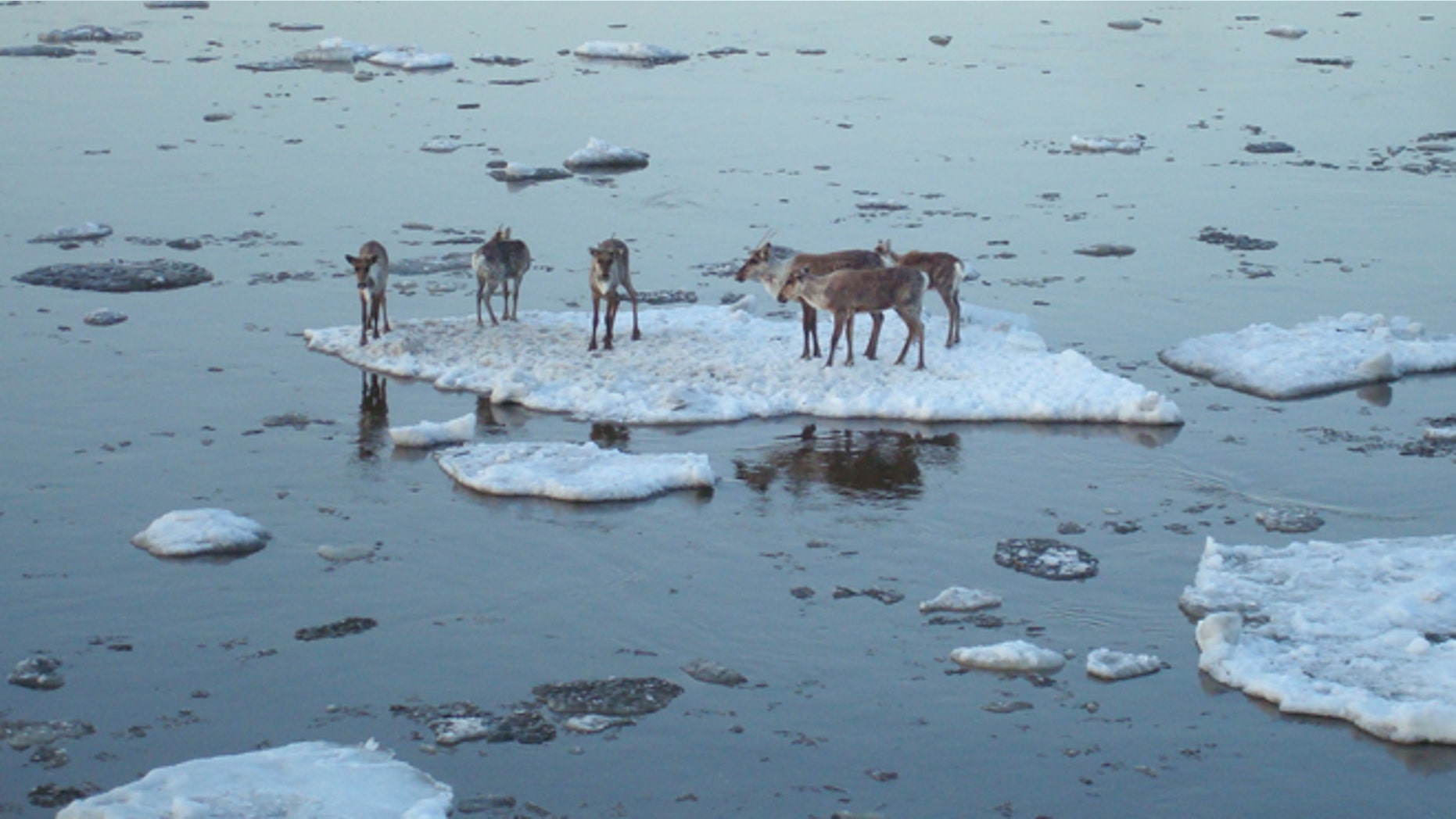 May 3: Caribou hitch a ride on an ice chunk in the Yukon River near Circle, Alaska.