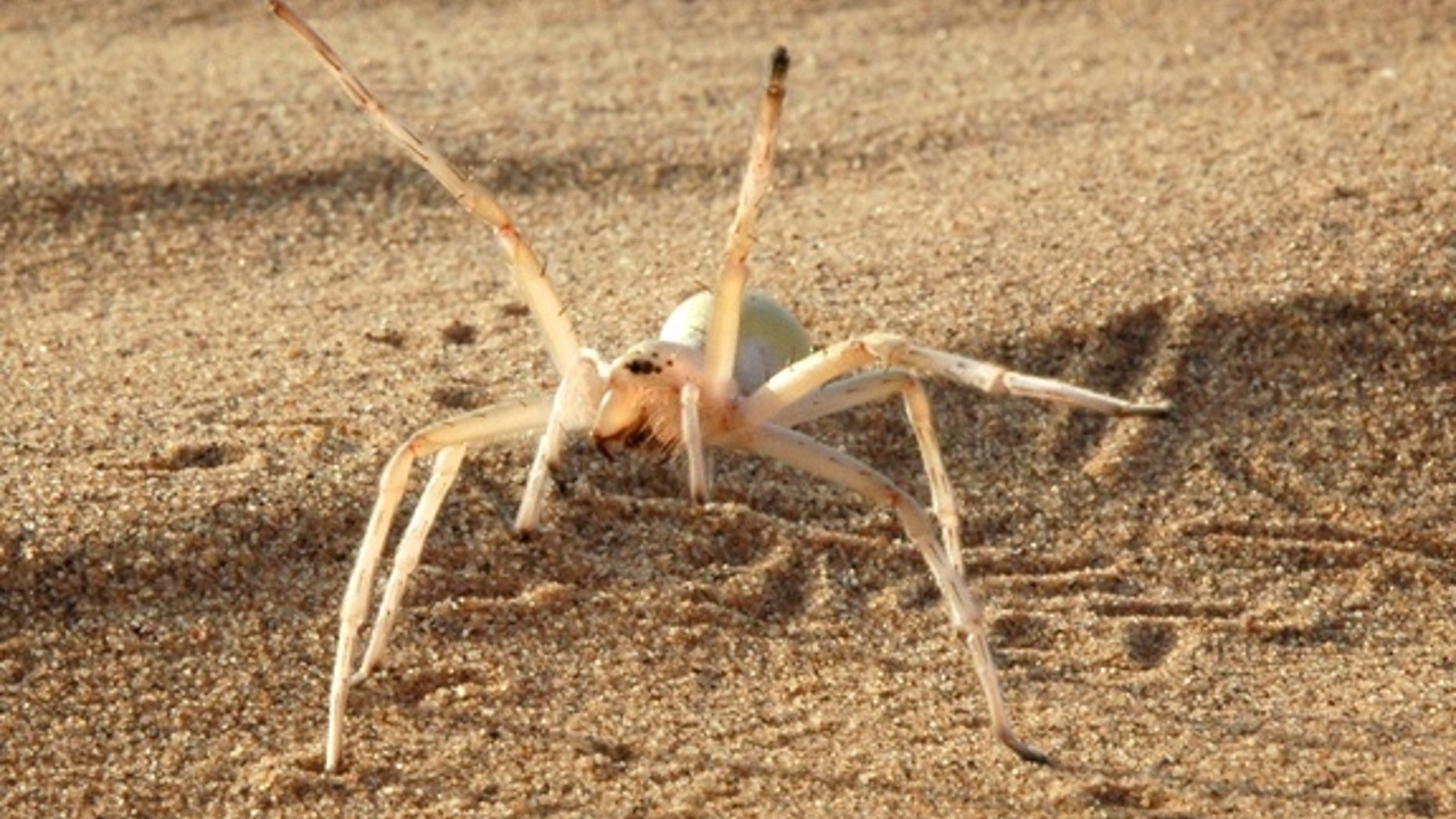 This agile spider (<em>Cebrennus rechenbergi</em>) cartwheels its way out of danger.