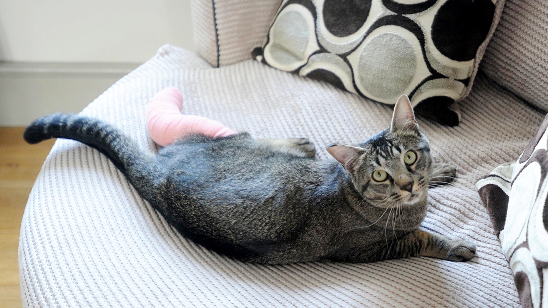 A family's cat returned home after they thought they'd buried him.