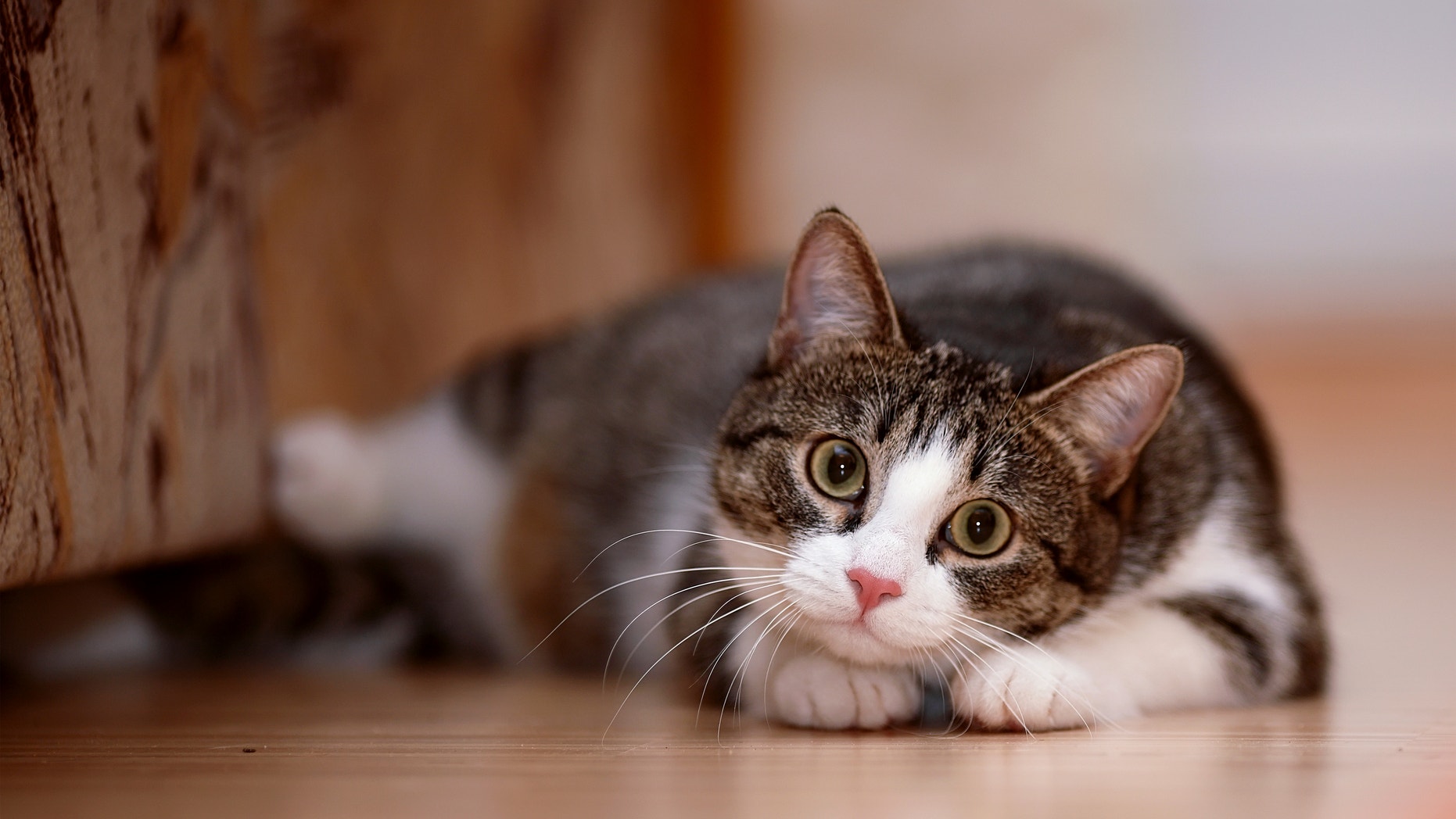 Striped with white a cat. Striped not purebred kitten. Small predator. Small cat.