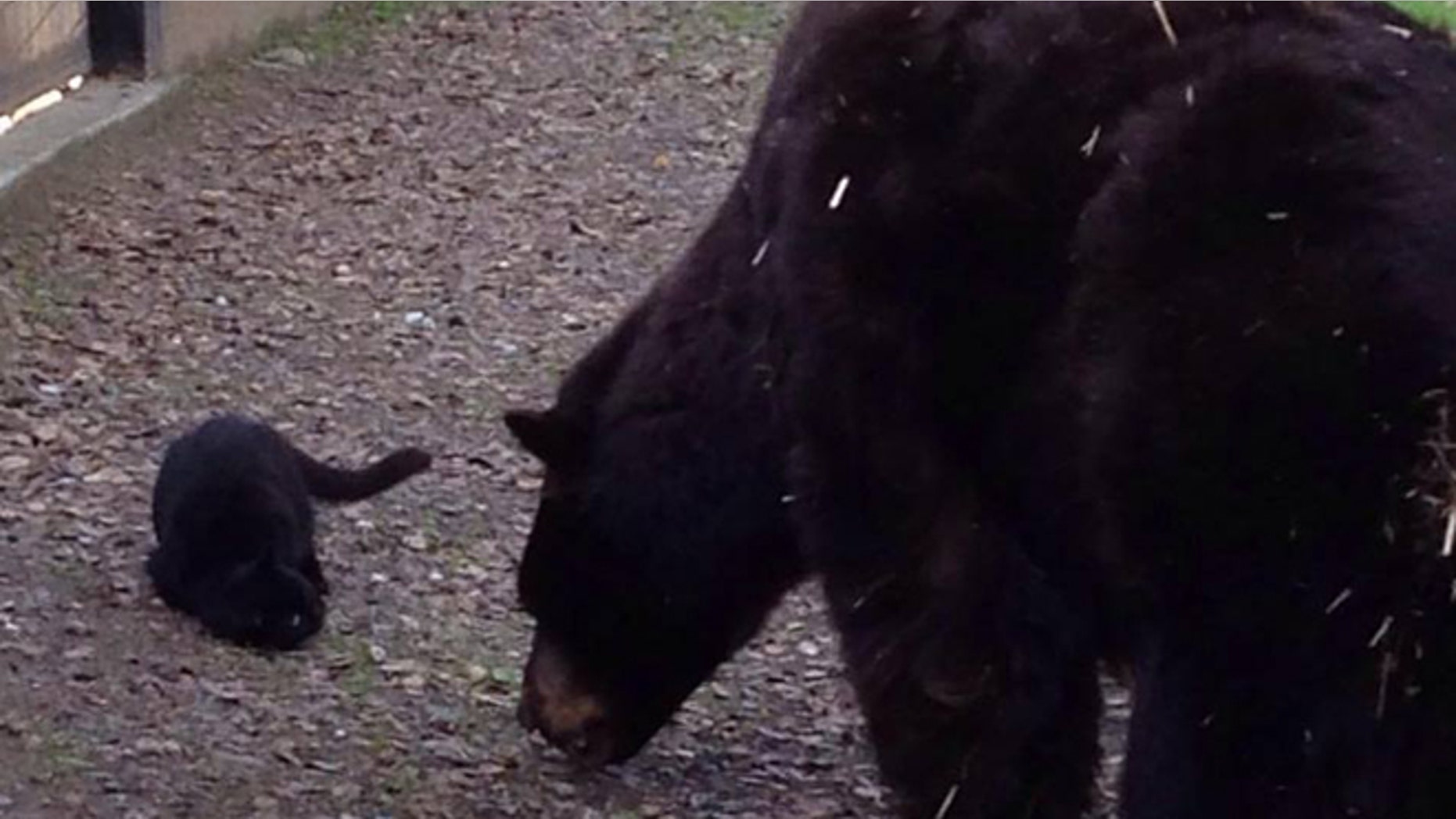 Cat and bear are friends at Folsom City Zoo Sanctuary in California. (Folsom City Zoo Sanctuary)