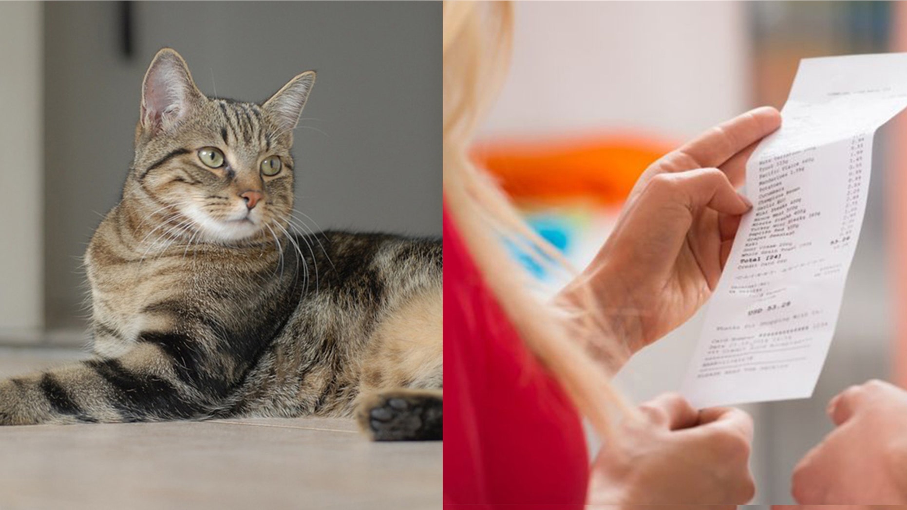 Though cats may have nine lives, one Massachusetts feline certainly got lucky in this one.