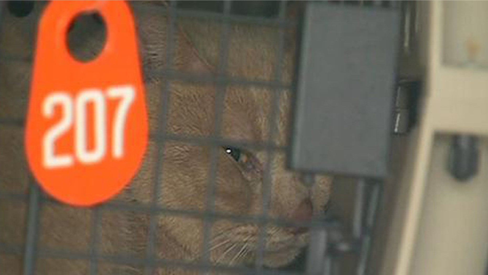 Cats rescued from a Houston home covered in animal waste have been taken to an SPCA shelter.
