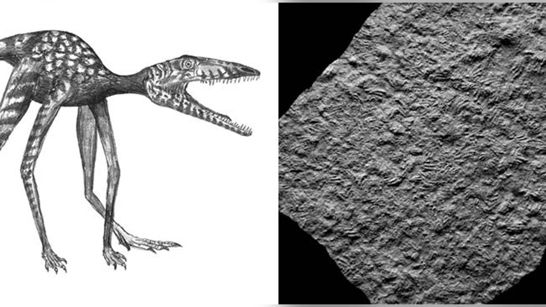 Researchers discovered numerous footprints of the dinosaur Prorotodactylus from the Early Triassic (250 million years ago) of Poland, and now considered the oldest dino prints.