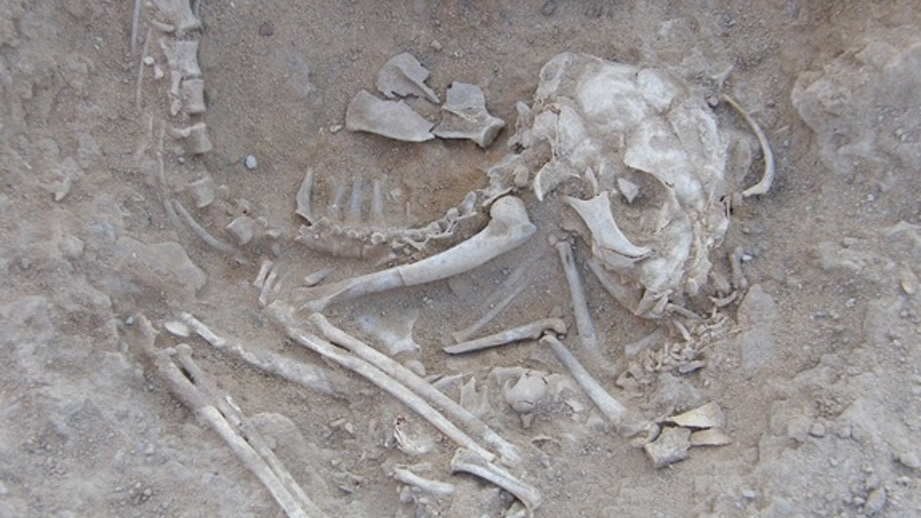Cat skeletons found in an elite cemetery in Hierakonpolis may have been sacrified and buried as part of some religious ritual.