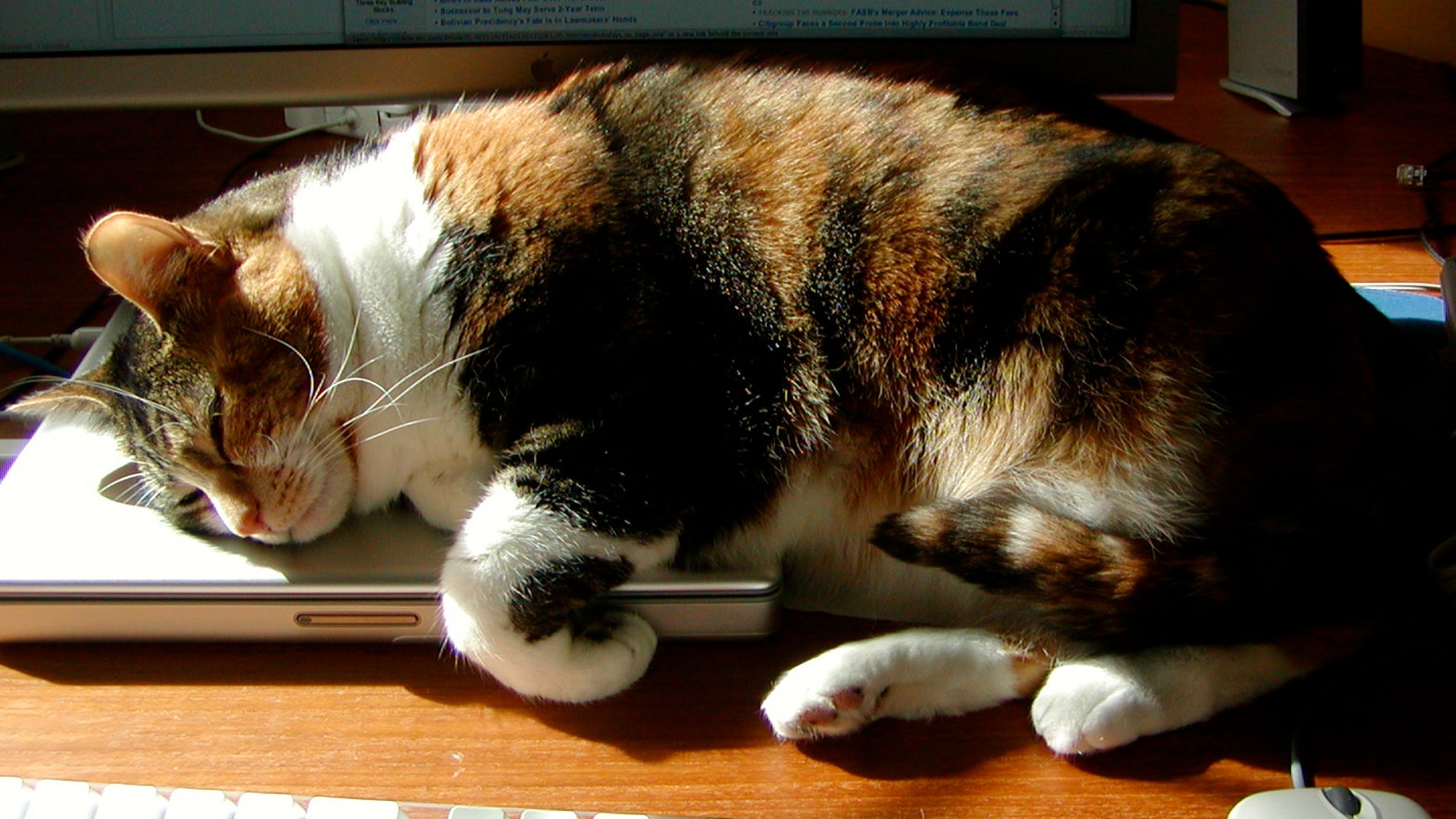 Yes, it's a cat sleeping on a laptop.