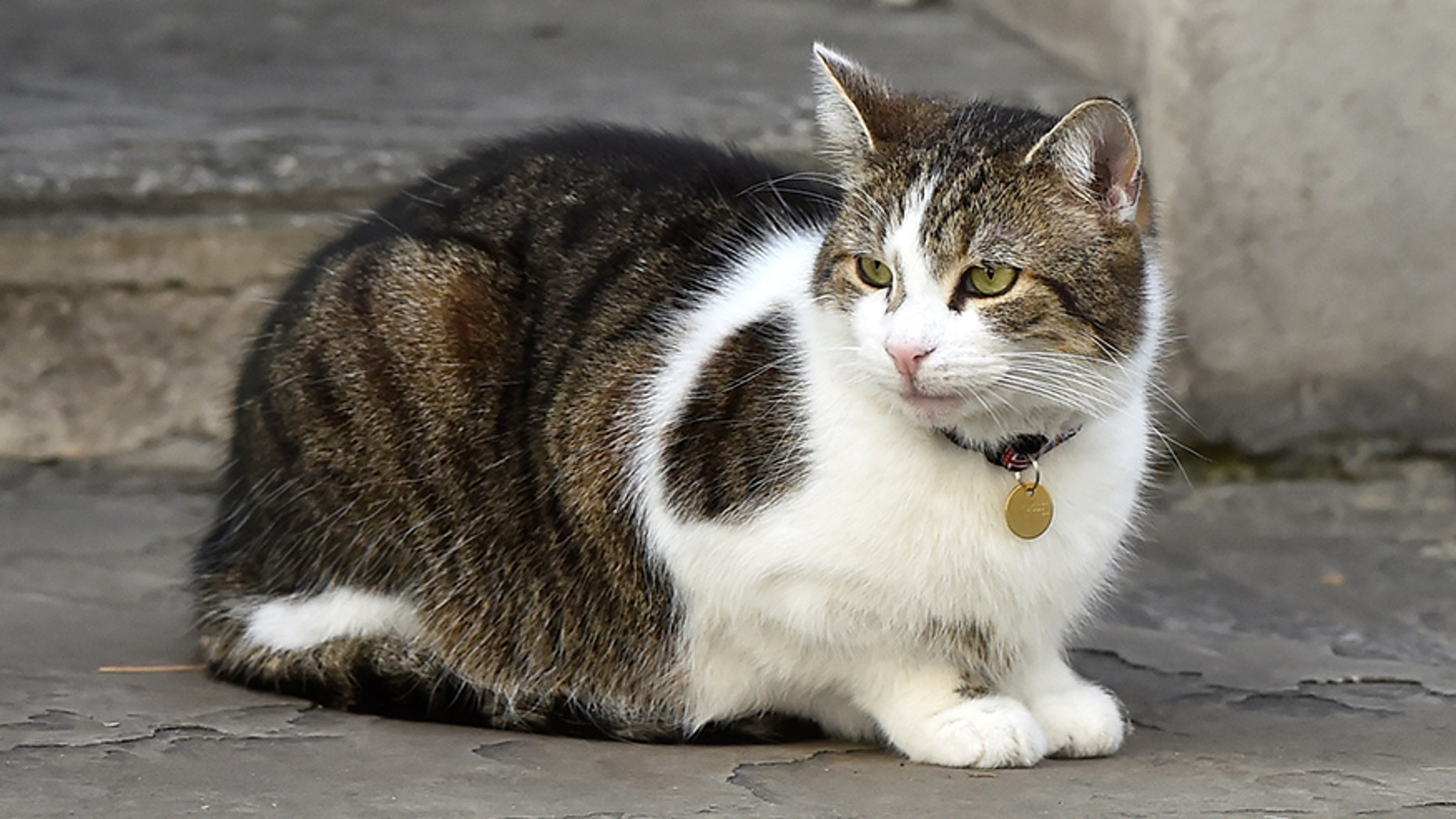 California man sentenced to ten years jail for scores of cat murders