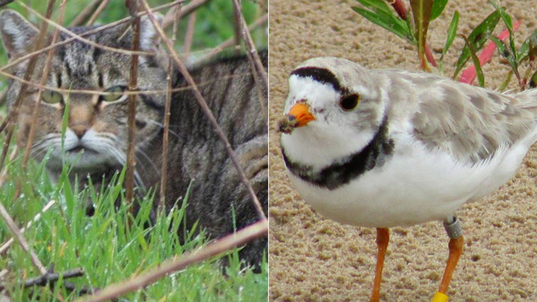 A battle is brewing on Long Island between feral cats and an endangered bird species.