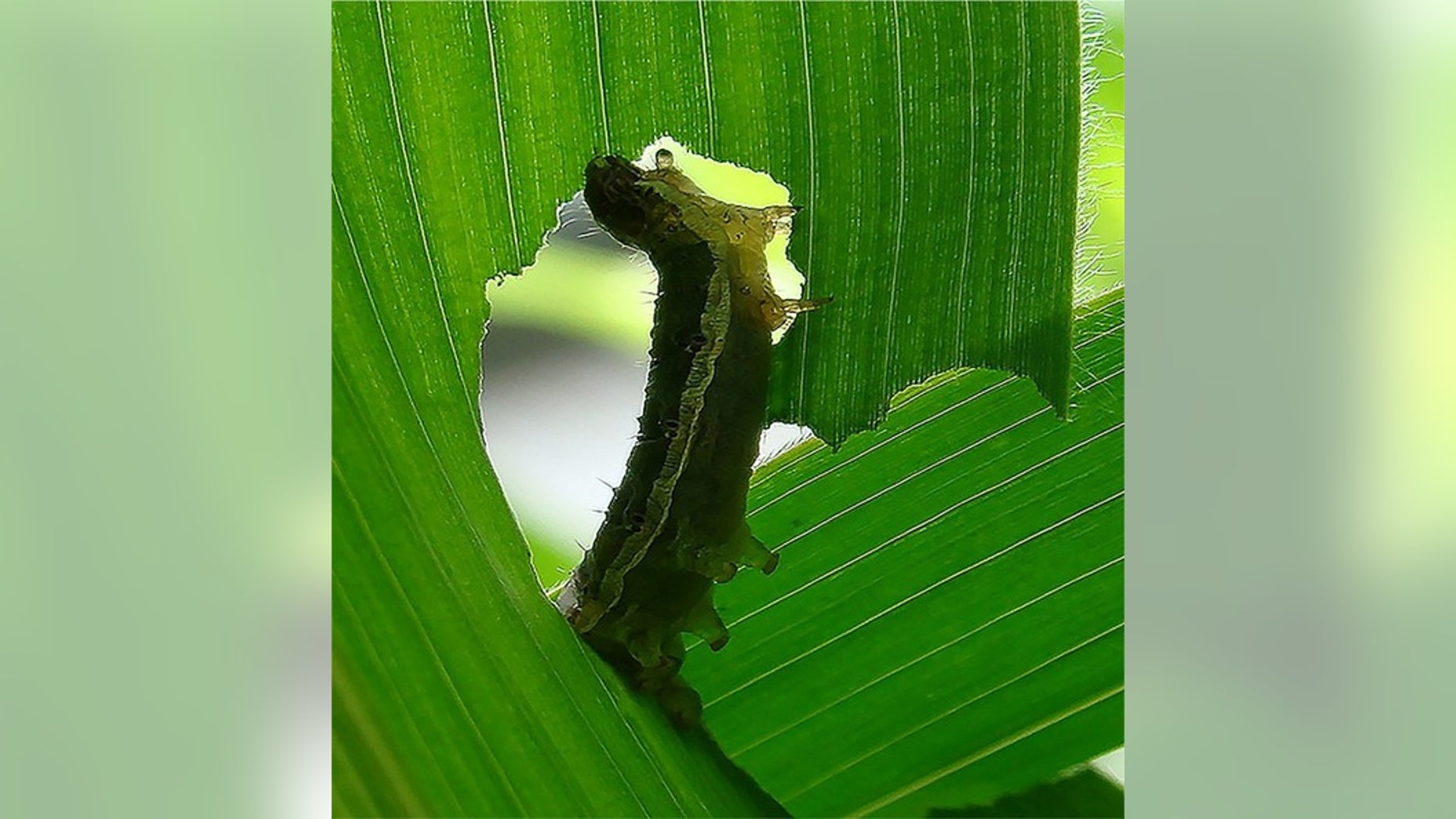 A caterpillar eating a corn leaf.