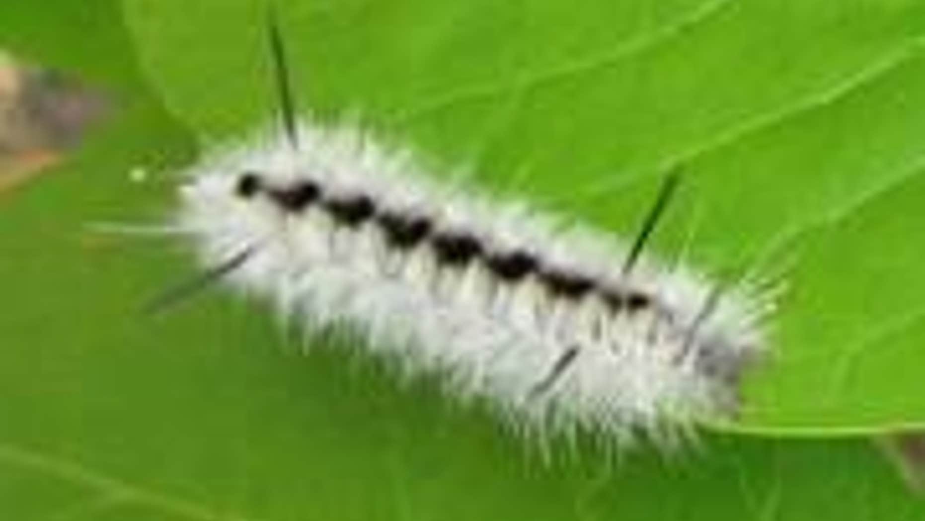 File photo - hickory tussock moth caterpillar (Maine Forest Service).