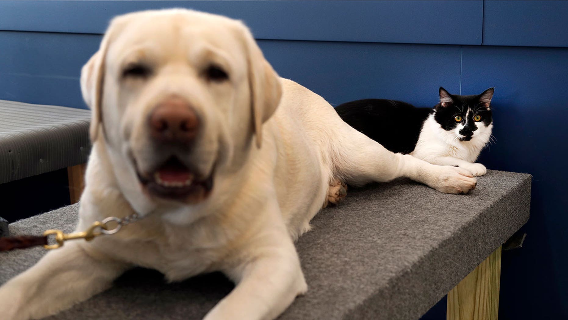 Ironically, this cat plays and important role in acclimating assistance dogs to their new environments.