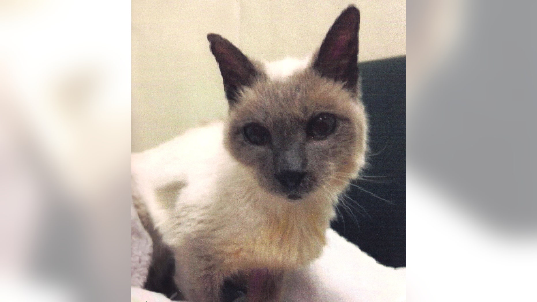 This undated image provided by the Guinness World Records shows Scooter owned by Gail Floyd. The Siamese cat born during the Reagan administration has been named by Guinness World Records as the worlds oldest. Guinness said Scooter celebrated his 30th birthday on March 26, 2016. (Gail Floyd/Guinness World Records via AP)